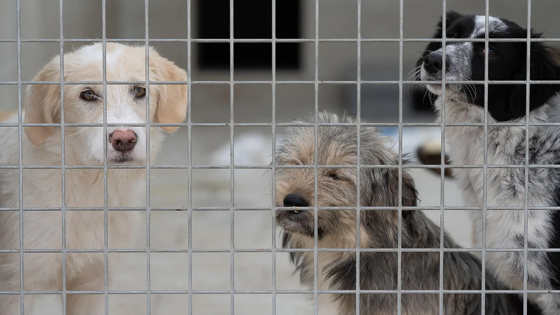 10.12.2021, Hessen, Kassel: Junge Mischlingswelpen stehen in einem Gehege im Tierheim "Wau-Mau-Insel". Derzeit warten in der «Wau-Mau-Insel» etwa 80 Hunde, 60 Katzen und 40 Kleintiere wie Kaninchen oder Vögel auf ein neues Zuhause. Foto: Swen Pförtner/dpa +++ dpa-Bildfunk +++