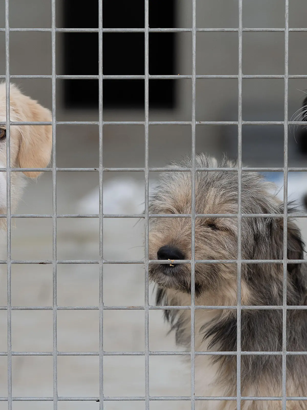 10.12.2021, Hessen, Kassel: Junge Mischlingswelpen stehen in einem Gehege im Tierheim "Wau-Mau-Insel". Derzeit warten in der «Wau-Mau-Insel» etwa 80 Hunde, 60 Katzen und 40 Kleintiere wie Kaninchen oder Vögel auf ein neues Zuhause. Foto: Swen Pförtner/dpa +++ dpa-Bildfunk +++