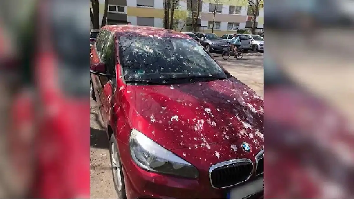 So sieht es aus, wenn die Krähen ihre Spuren hinterlassen haben.