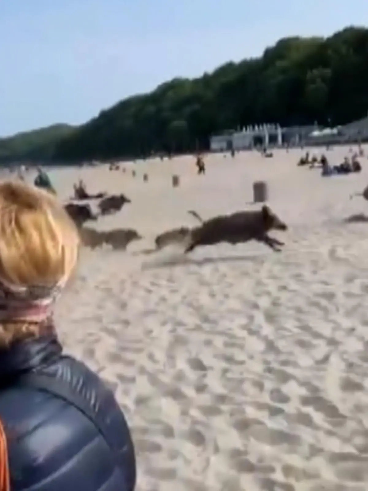 Wilder Strandausflug:
Nichtsahnend vergnügen sich die Badegäste an einem polnischen Strand,  als plötzlich eine Rotte Wildschweine direkt vor ihren Augen in Richtung Festland sprintet.
Schnell halten die Touris die Kameras auf die rennenden Tiere– ein Frischling biegt sogar falsch ab und läuft direkt in die Menge! 
Dass jemand bei der Attacke verletzt wurde, ist nicht bekannt– Schwein gehabt!  