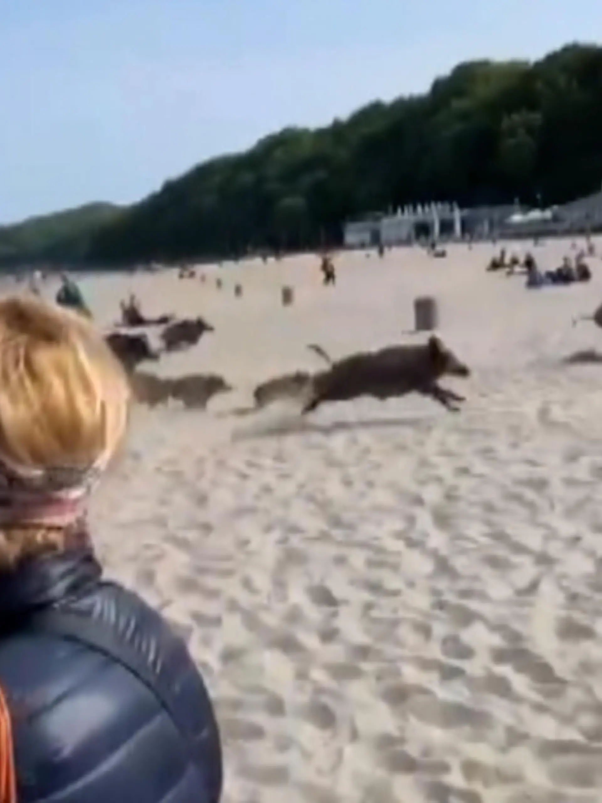 Wilder Strandausflug:
Nichtsahnend vergnügen sich die Badegäste an einem polnischen Strand,  als plötzlich eine Rotte Wildschweine direkt vor ihren Augen in Richtung Festland sprintet.
Schnell halten die Touris die Kameras auf die rennenden Tiere– ein Frischling biegt sogar falsch ab und läuft direkt in die Menge! 
Dass jemand bei der Attacke verletzt wurde, ist nicht bekannt– Schwein gehabt!  