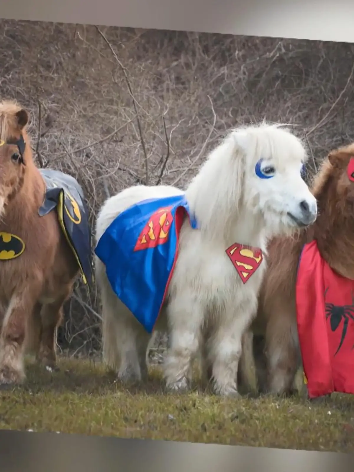 Sie sind nicht nur beliebt auf Instagram: Bereits zum fünften Mal zieren die vier Ponys Milou, Filou, Pepe und Dumbo bereits das Cover eines Kalenders.