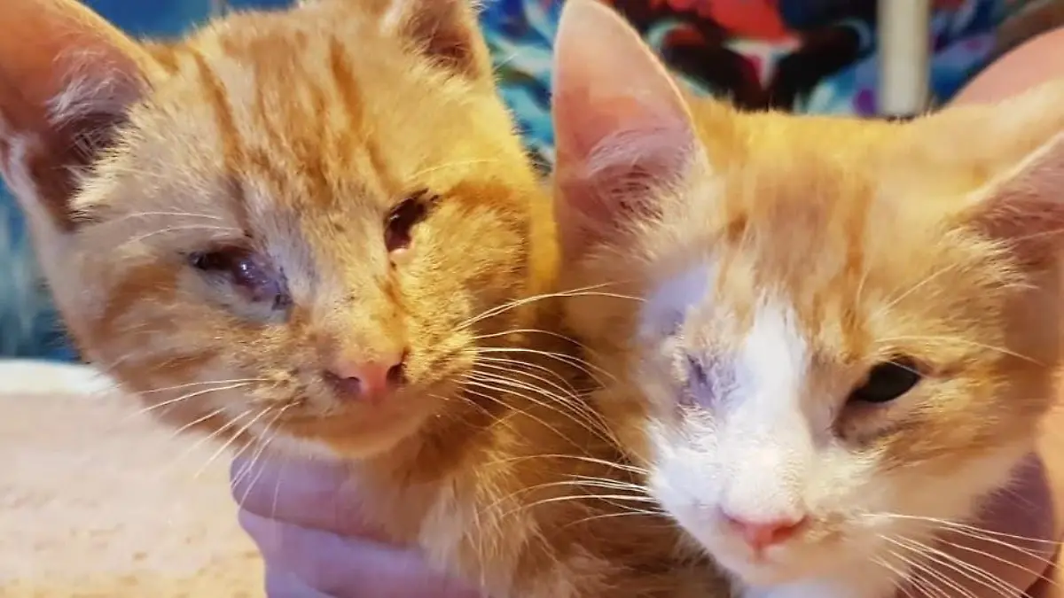 Story from Jam Press (Blind Cat Xmas)
Pictured: Arthur and Gabriel post operation.
Story from Jam Press (blind kittens)
Pair of blind cats find purr-fect home in time for Christmas with family who now have EIGHT felines
Two blind cats rescued at Christmas last year have now found their forever home with a family who love to adopt ‘special needs’ cats – and have eight felines in total.
The Marrit family, from County Durham, couldn’t resist adding to their six-strong cat gang after previously taking on one-eyed cat Greebo, who had a broken leg.
Helen, 44, her partner Andy and their daughter Willow knew instantly that they had space for ginger brothers Gabriel and Arthur, who were first rescued in December 2020.
“Ever since we adopted Greebo we'd been discussing adopting another cat with special needs as we have the love, time and space to really care for a special cat,” said Helen.
“As soon as we saw Arthur and Gabriel we just knew that they were the right cats for us,” said Helen.
“I read up everything I could find about looking after blind cats and fell in love with them even more.”
The felines are settling into their new home and “bumbling along really well” with all their new furry step-siblings.
Helen said: “Greebo is especially loving having some new cats to play with and they all spend hours chasing balls around the room.
“It's hard to believe sometimes that Arthur and Gabriel can't see, it's truly amazing watching them play, they're so clever.
“Arthur enjoys 'helping' Andy work from home by climbing up on his shoulders and keeping him company.
“Gabriel is less keen on human company but loves all our other cats and follows them around, which is really sweet.”
The family are now looking forward to their first Christmas with eight cats and will be showering Arthur and Gabriel with lots of affection and fuss.
Helen said: “Christmas with all eight cats will be hilariously chaotic; we’re already making bets