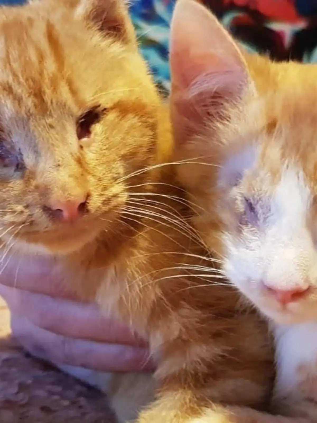 Story from Jam Press (Blind Cat Xmas)

Pictured: Arthur and Gabriel post operation.

Story from Jam Press (blind kittens)

Pair of blind cats find purr-fect home in time for Christmas with family who now have EIGHT felines

Two blind cats rescued at Christmas last year have now found their forever home with a family who love to adopt ‘special needs’ cats – and have eight felines in total.

The Marrit family, from County Durham, couldn’t resist adding to their six-strong cat gang after previously taking on one-eyed cat Greebo, who had a broken leg.

Helen, 44, her partner Andy and their daughter Willow knew instantly that they had space for ginger brothers Gabriel and Arthur, who were first rescued in December 2020.

“Ever since we adopted Greebo we'd been discussing adopting another cat with special needs as we have the love, time and space to really care for a special cat,” said Helen. 

“As soon as we saw Arthur and Gabriel we just knew that they were the right cats for us,” said Helen. 

“I read up everything I could find about looking after blind cats and fell in love with them even more.”

The felines are settling into their new home and “bumbling along really well” with all their new furry step-siblings.

Helen said: “Greebo is especially loving having some new cats to play with and they all spend hours chasing balls around the room. 

“It's hard to believe sometimes that Arthur and Gabriel can't see, it's truly amazing watching them play, they're so clever.

“Arthur enjoys 'helping' Andy work from home by climbing up on his shoulders and keeping him company. 

“Gabriel is less keen on human company but loves all our other cats and follows them around, which is really sweet.”

The family are now looking forward to their first Christmas with eight cats and will be showering Arthur and Gabriel with lots of affection and fuss. 

Helen said: “Christmas with all eight cats will be hilariously chaotic; we’re already making bets 