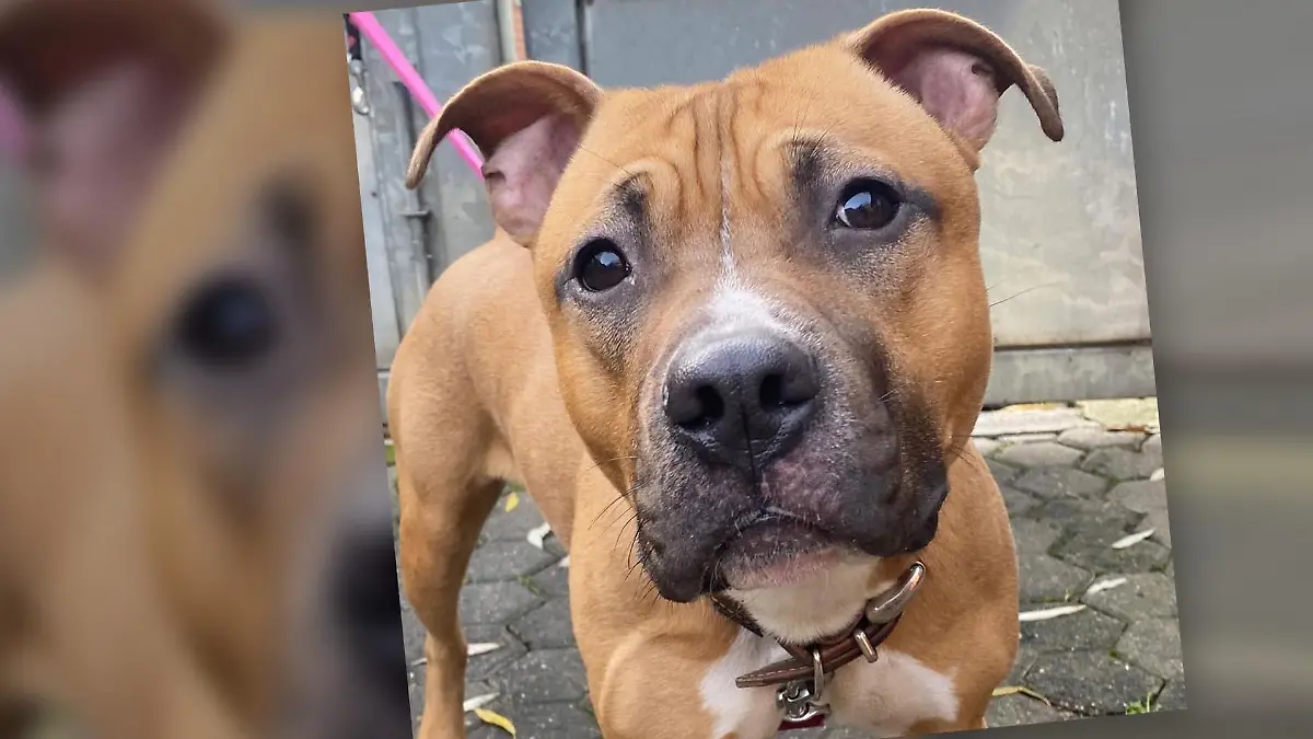Chico, der Staffordshire-Kampfhund