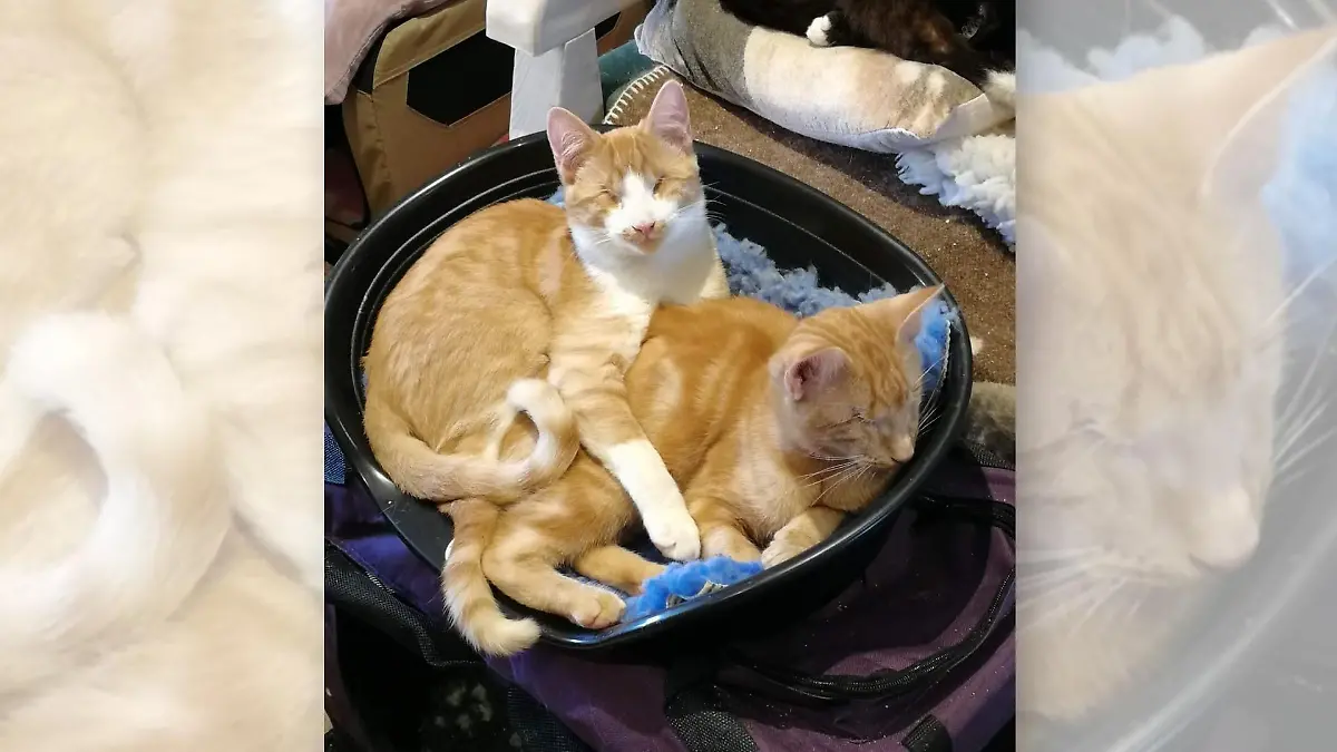 Gabriel und Arthur in ihrem Körbchen