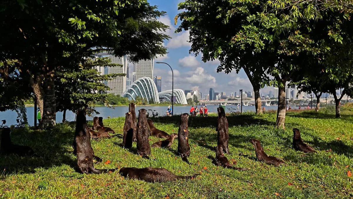 Singapore Wildlife Animal A bevy of smooth coated otters lookout to the city skyline at the Gardens by the Bay on August 8, 2021 in Singapore. Wild otters are making a comeback to the urban city state with the increasing numbers of the sea animals sparking concerns about overpopulation. Singapore Singapore abdullah-notitle210808_npJ5T PUBLICATIONxNOTxINxFRA Copyright: xSuhaimixAbdullahx 