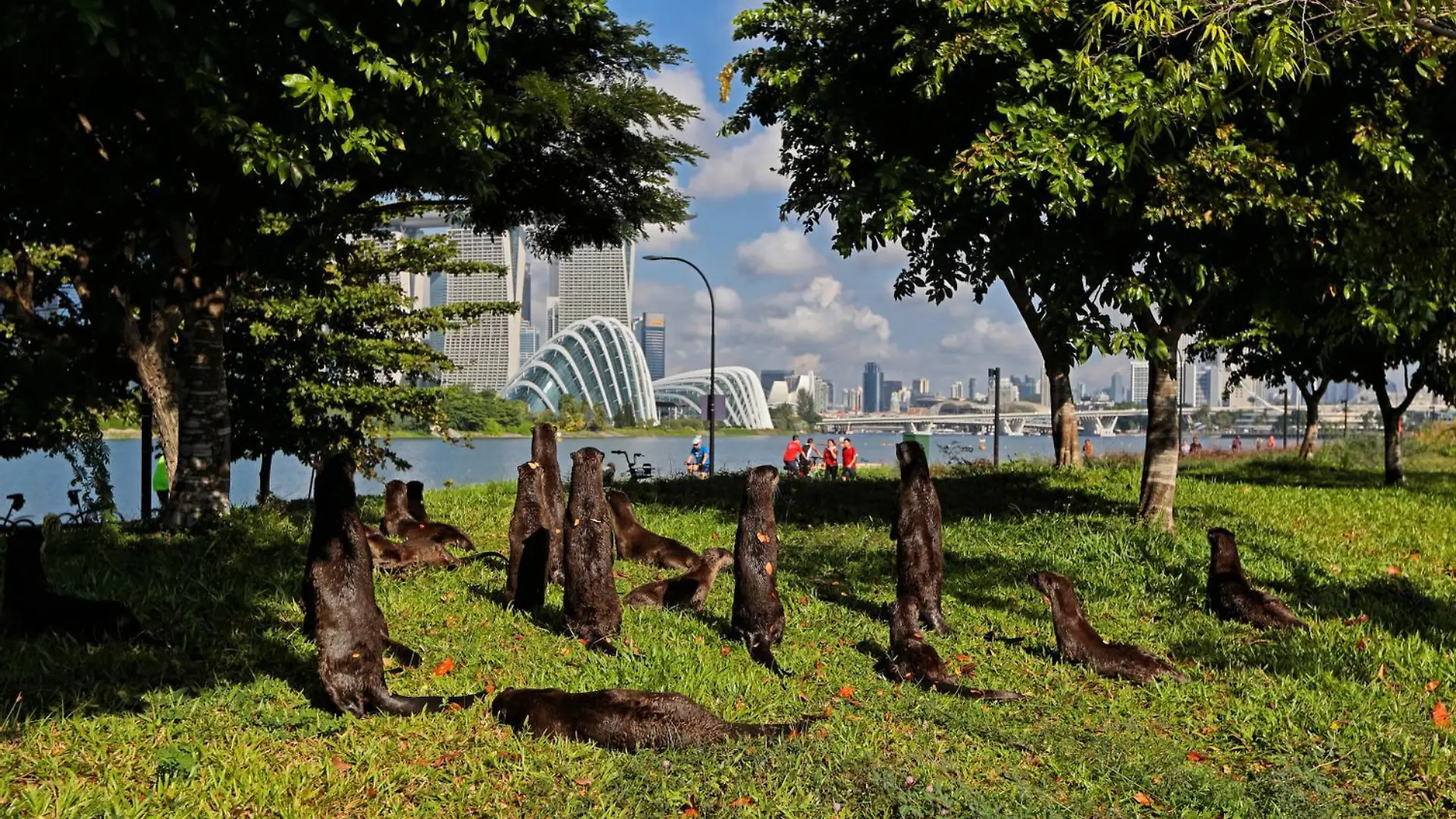 Singapore Wildlife Animal A bevy of smooth coated otters lookout to the city skyline at the Gardens by the Bay on August 8, 2021 in Singapore. Wild otters are making a comeback to the urban city state with the increasing numbers of the sea animals sparking concerns about overpopulation. Singapore Singapore abdullah-notitle210808_npJ5T PUBLICATIONxNOTxINxFRA Copyright: xSuhaimixAbdullahx