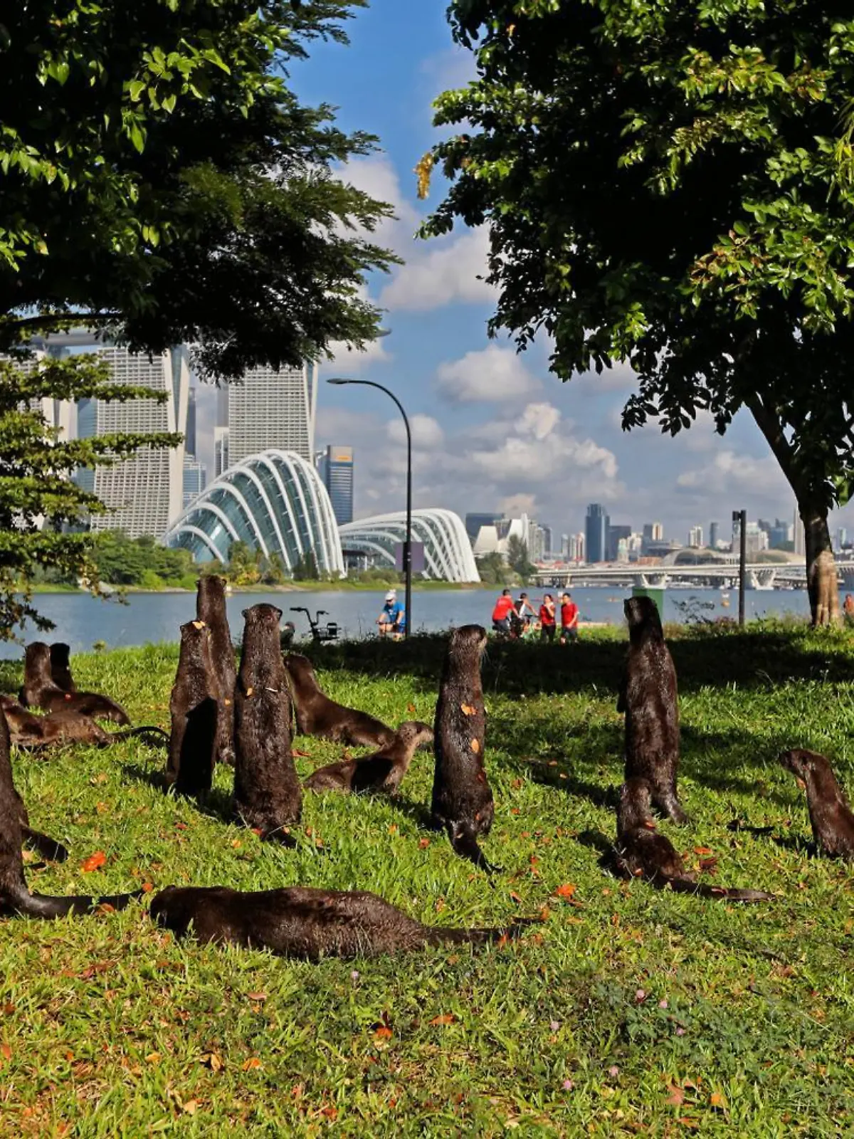 Singapore Wildlife Animal A bevy of smooth coated otters lookout to the city skyline at the Gardens by the Bay on August 8, 2021 in Singapore. Wild otters are making a comeback to the urban city state with the increasing numbers of the sea animals sparking concerns about overpopulation. Singapore Singapore abdullah-notitle210808_npJ5T PUBLICATIONxNOTxINxFRA Copyright: xSuhaimixAbdullahx 