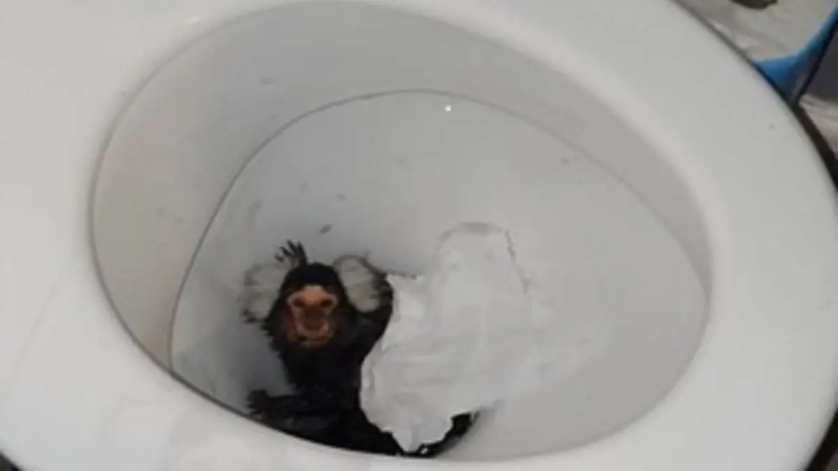 Tierquälerei in Großbritannien