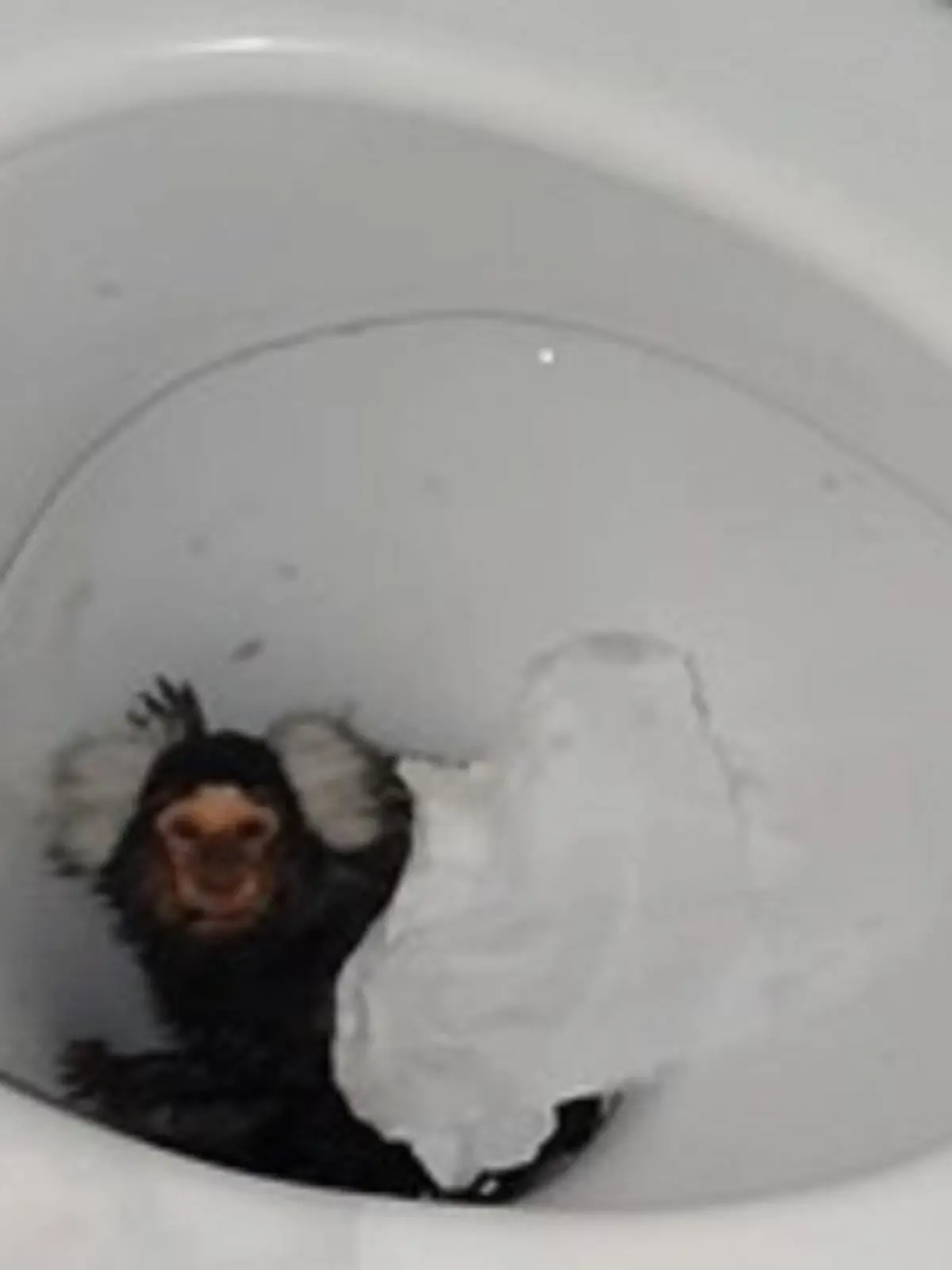 Tierquälerei in Großbritannien
