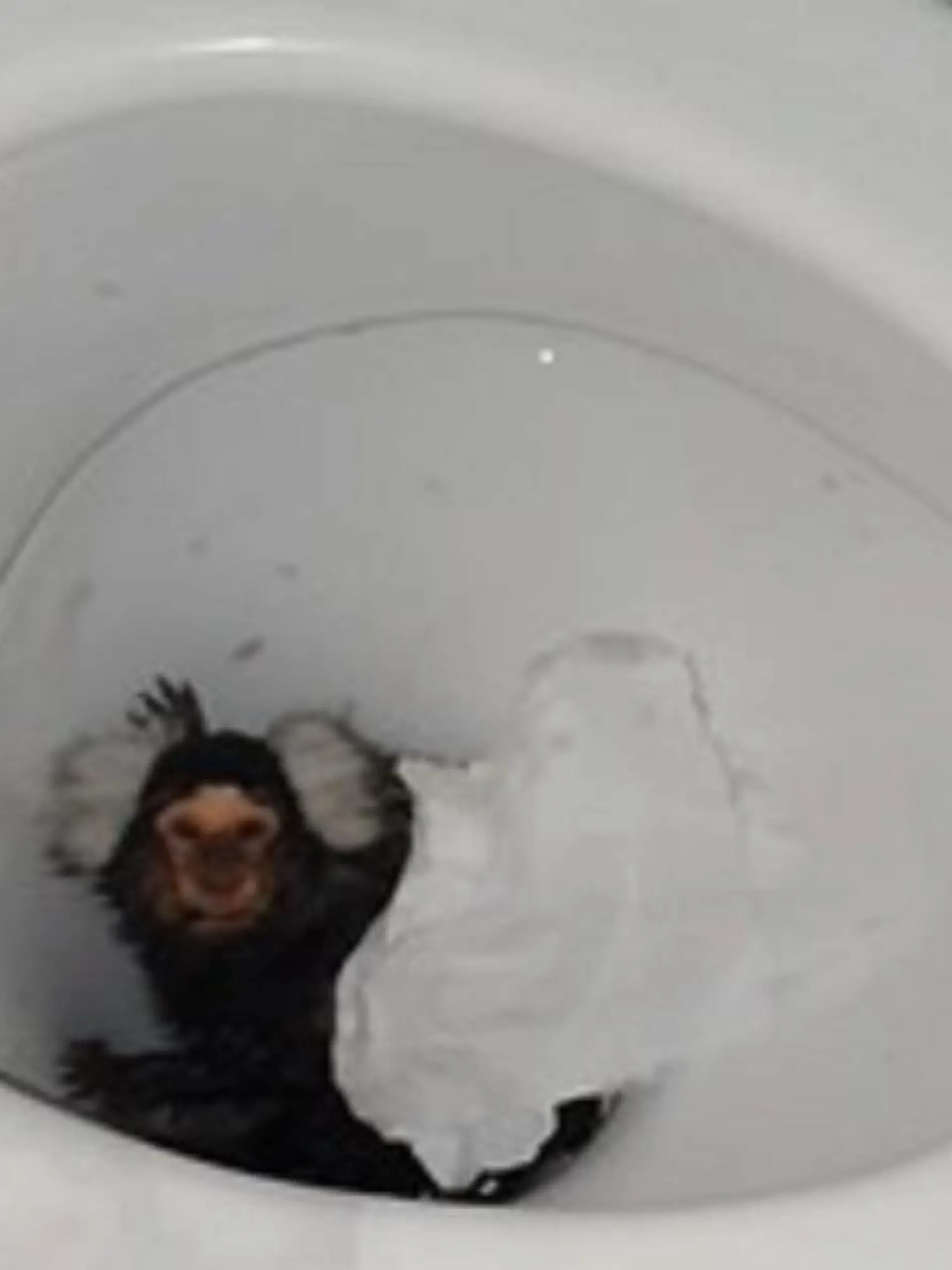Tierquälerei in Großbritannien