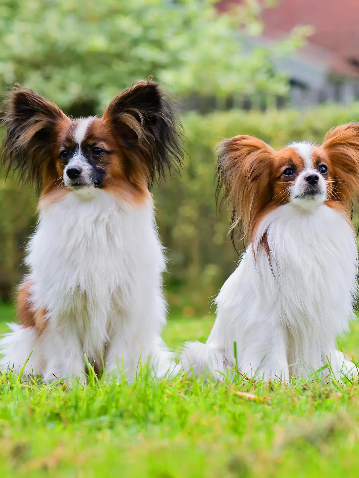  Portrait of a papillon purebreed dogs Copyright: xanytkax Panthermedia27092886