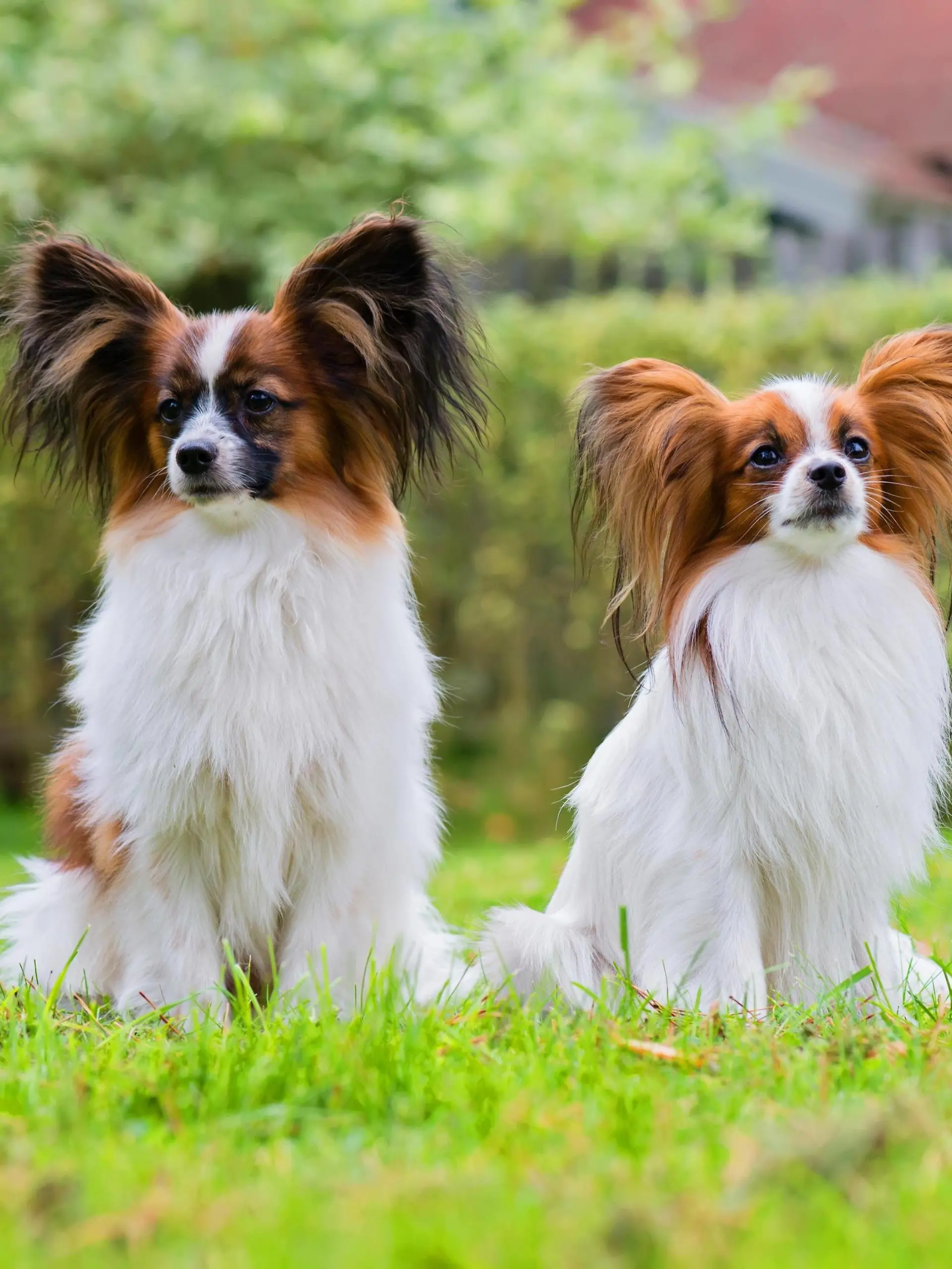  Portrait of a papillon purebreed dogs Copyright: xanytkax Panthermedia27092886