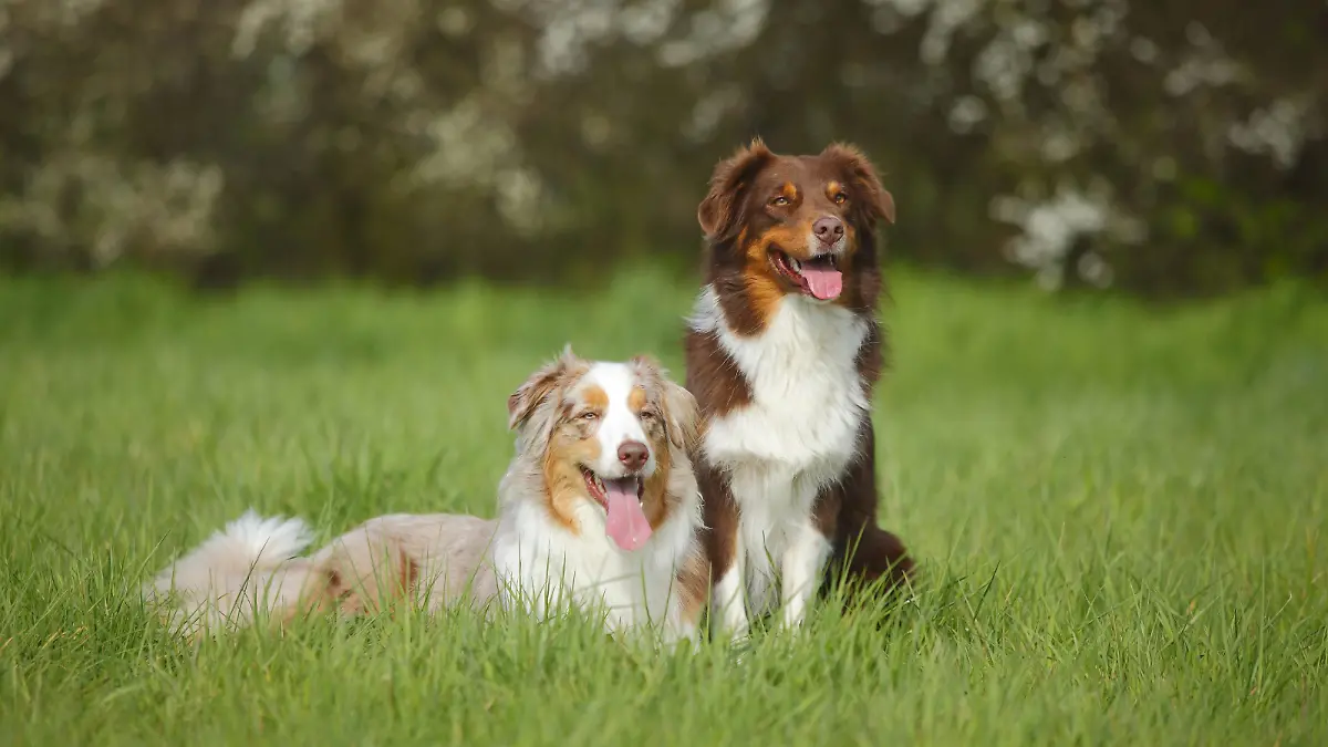 Australian Shepherds, Rueden, red-tri und red-merle | Verwendung weltweit