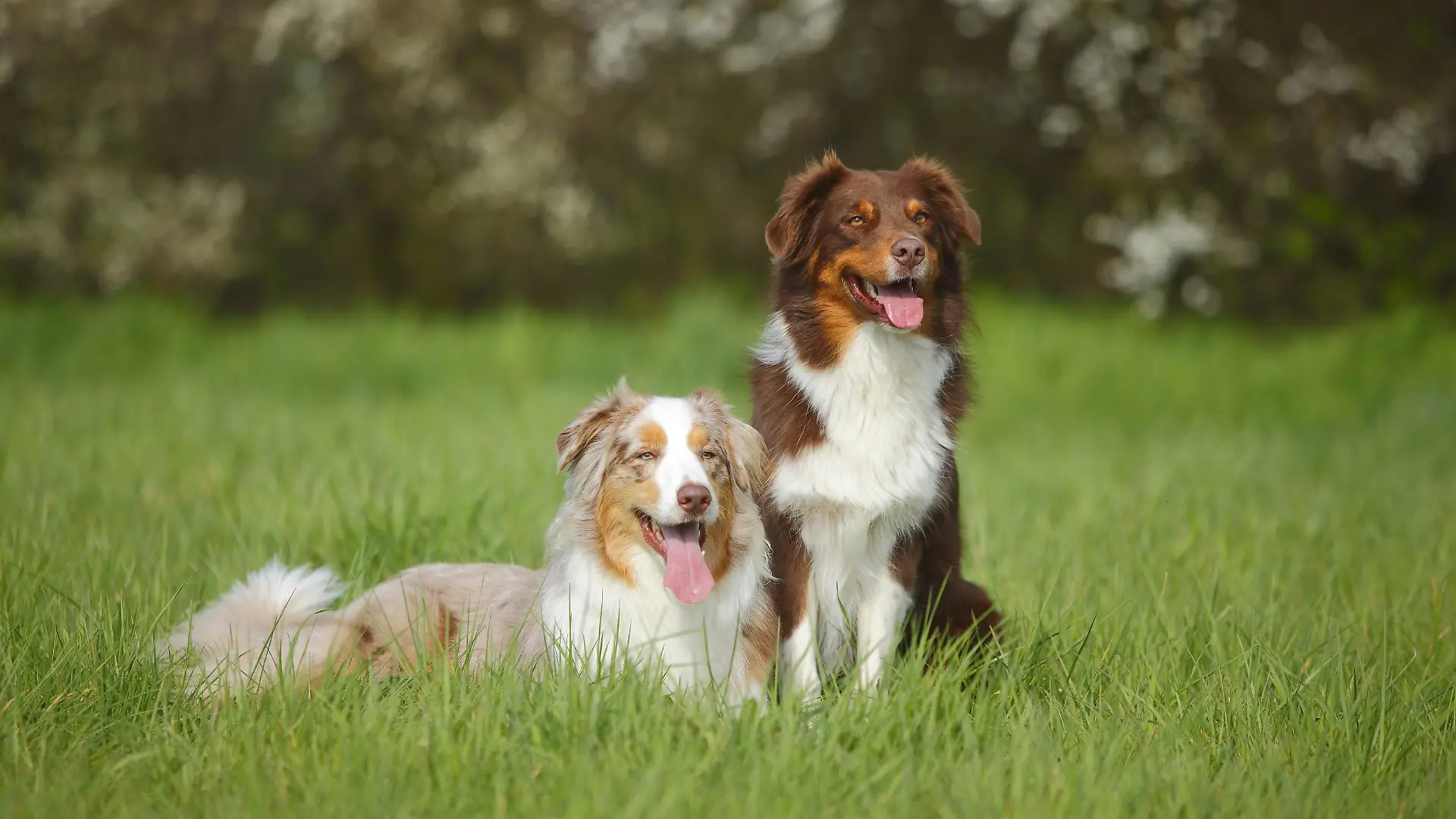 Australian Shepherds, Rueden, red-tri und red-merle | Verwendung weltweit