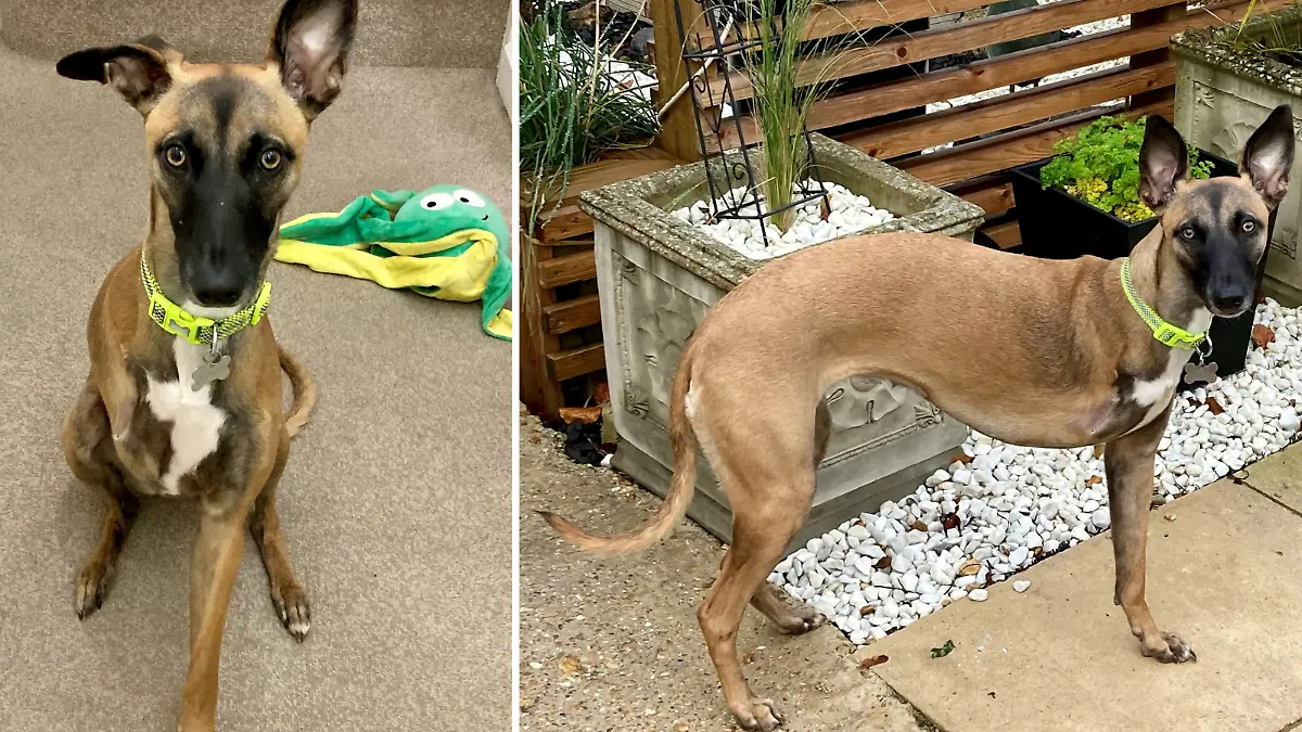 SONDERKONDITIONEN: Satzpreis!
Ein neues Heim zur Weihnachtszeit: Steve Hofford aus Basingstoke hat den dreibeinigen Whippet Roo aufgenommen  --   A three-legged puppy given up by her previous owners because of her disability has been found a new home just in time for Christmas.  See SWNS story SWMDdog.  Roo the whippet was born with one front leg and was taken into the care of an animal charity when her owners didn?t have time to care for her.  She was placed into foster care at the Blue Cross aged two months old so she could adapt to a home environment.  Roo was put up for adoption and has now found a forever home with Amanda and Steve Hofford, from Basingstoke, Hamps.  Having lost their beloved basset hound Mabel just after last Christmas, the couple say Roo has helped them fill the void in their lives.  / action press