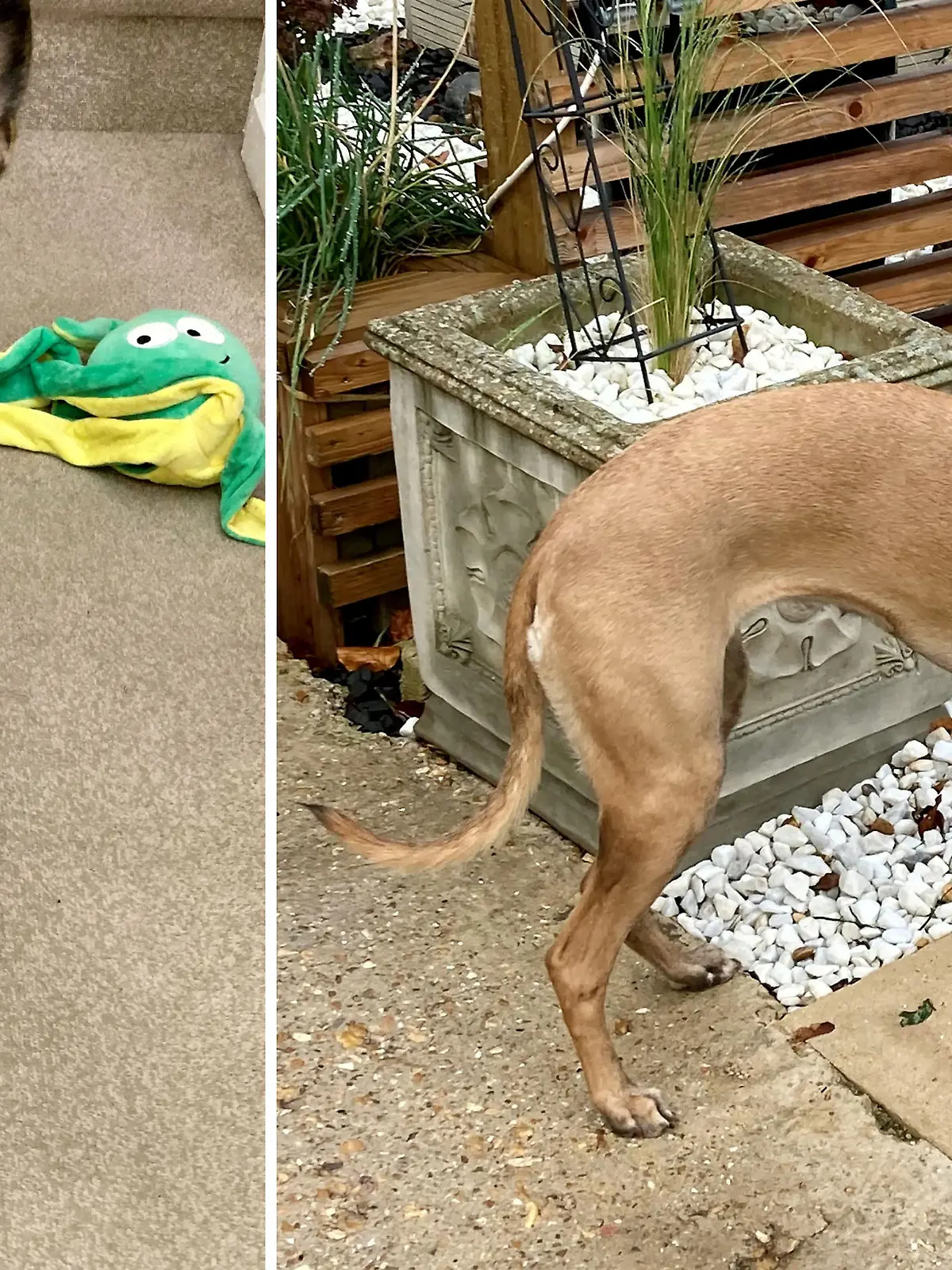 SONDERKONDITIONEN: Satzpreis!
Ein neues Heim zur Weihnachtszeit: Steve Hofford aus Basingstoke hat den dreibeinigen Whippet Roo aufgenommen  --   A three-legged puppy given up by her previous owners because of her disability has been found a new home just in time for Christmas.  See SWNS story SWMDdog.  Roo the whippet was born with one front leg and was taken into the care of an animal charity when her owners didn?t have time to care for her.  She was placed into foster care at the Blue Cross aged two months old so she could adapt to a home environment.  Roo was put up for adoption and has now found a forever home with Amanda and Steve Hofford, from Basingstoke, Hamps.  Having lost their beloved basset hound Mabel just after last Christmas, the couple say Roo has helped them fill the void in their lives.  / action press