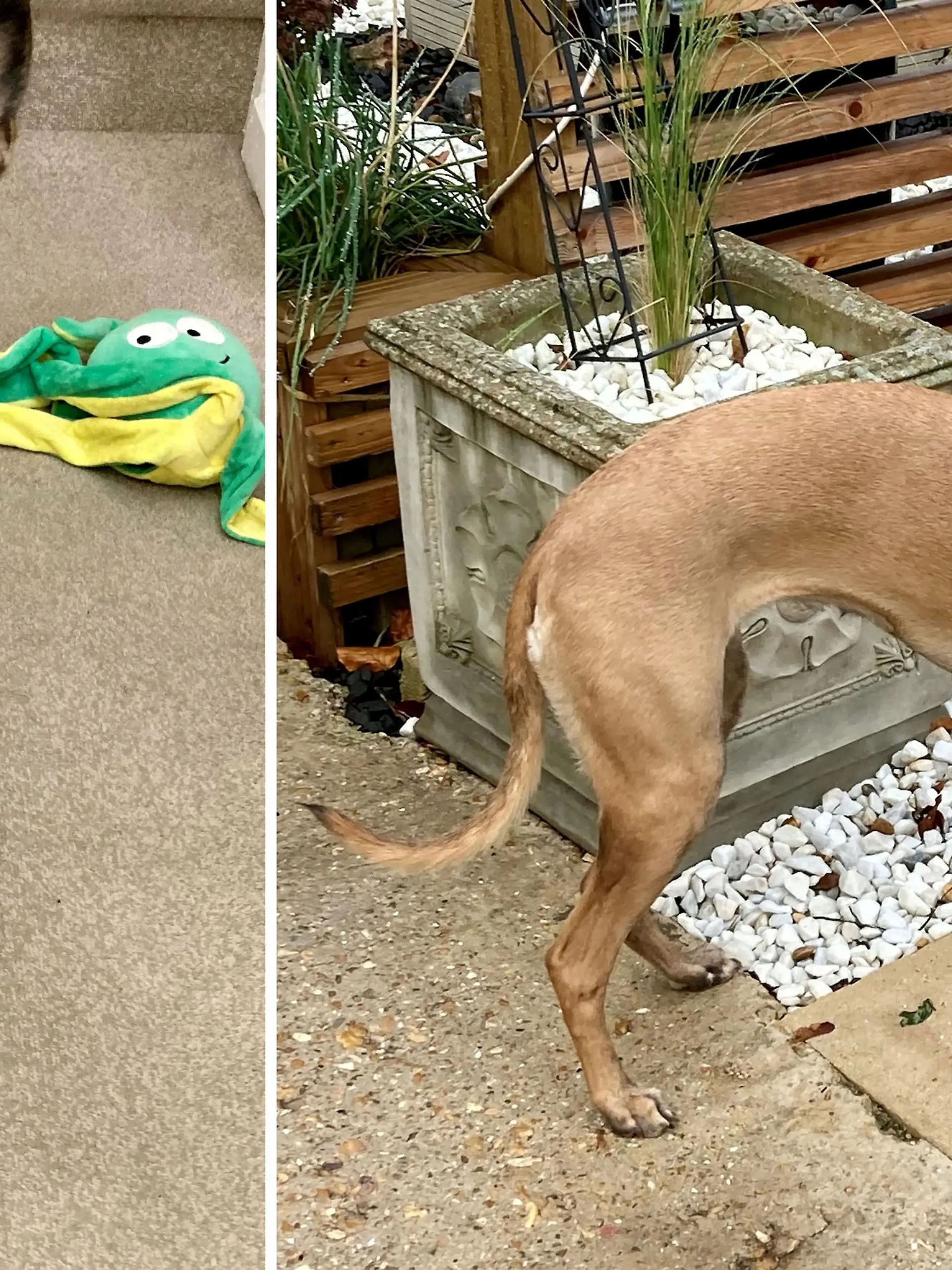 SONDERKONDITIONEN: Satzpreis!
Ein neues Heim zur Weihnachtszeit: Steve Hofford aus Basingstoke hat den dreibeinigen Whippet Roo aufgenommen  --   A three-legged puppy given up by her previous owners because of her disability has been found a new home just in time for Christmas.  See SWNS story SWMDdog.  Roo the whippet was born with one front leg and was taken into the care of an animal charity when her owners didn?t have time to care for her.  She was placed into foster care at the Blue Cross aged two months old so she could adapt to a home environment.  Roo was put up for adoption and has now found a forever home with Amanda and Steve Hofford, from Basingstoke, Hamps.  Having lost their beloved basset hound Mabel just after last Christmas, the couple say Roo has helped them fill the void in their lives.  / action press