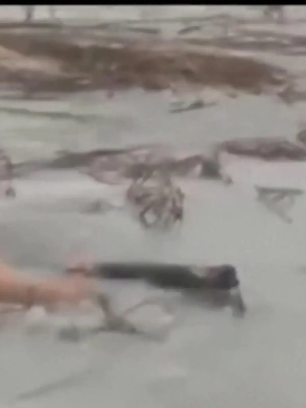 Spanische Polizisten springen kurzentschlossen  in das eiskalte Wasser des Canfranc Stausees, um einem auf dem Eis eingebrochenen Hund zu retten.
