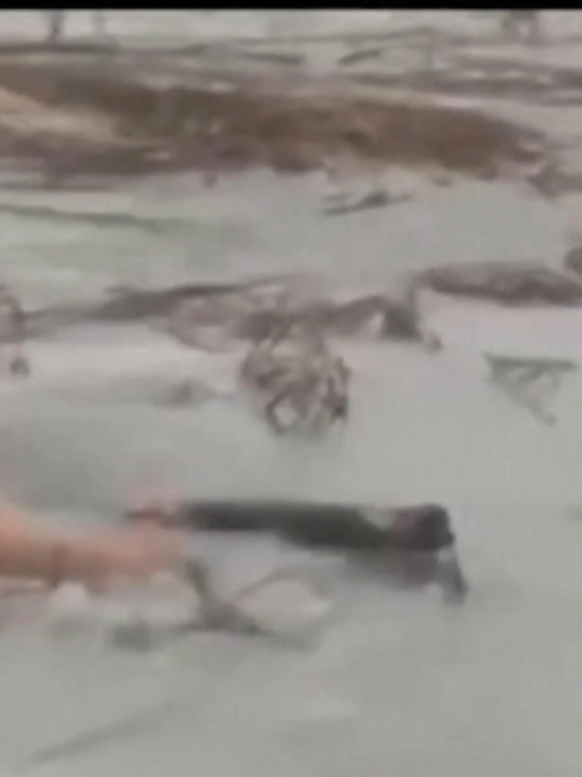 Spanische Polizisten springen kurzentschlossen  in das eiskalte Wasser des Canfranc Stausees, um einem auf dem Eis eingebrochenen Hund zu retten.