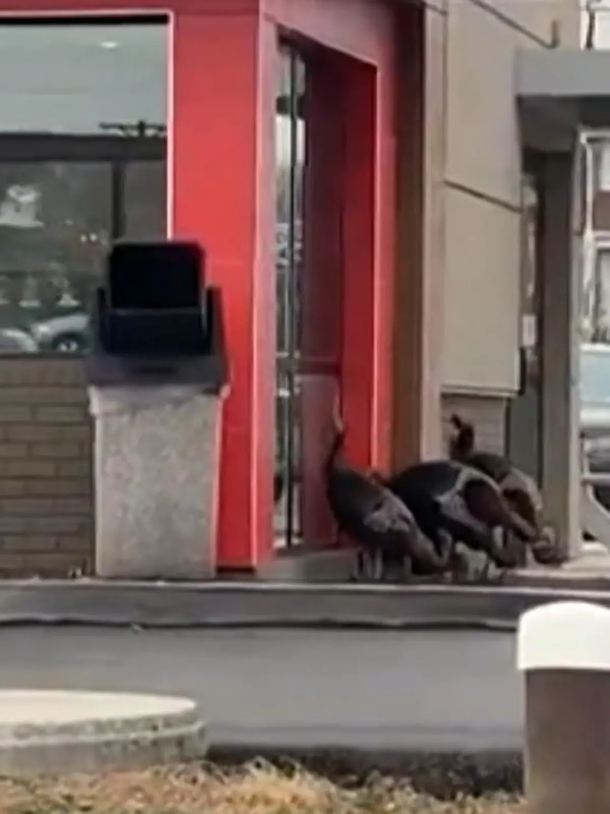 Auf den Menü-Karten diverser Fastfood-Ketten findet sich Rind, Schwein und Hähnchenfleisch – Truthahn scheint bei den meisten noch zu fehlen! Vielleicht war das der Grund, wieso eine Truthahnfamilie einen Burger King im US-Bundesstaat Pennsylvania unsicher gemacht hat.