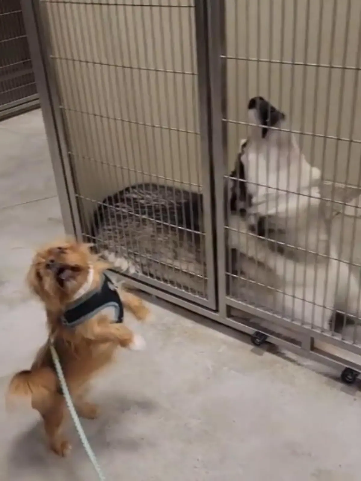 Dieses Wiedersehen geht ans Herz! Nach 18 Monaten trifft Hündin Trinity in einer Tagesbetreuung für Hunde endlich wieder auf ihren Kumpel Buck. Wegen der Pandemie war die Hundebetreuung in Kanada seit Monaten geschlossen – jetzt ist sie wieder geöffnet und das ungleiche Paar freut sich lautstark über das Wiedersehen.