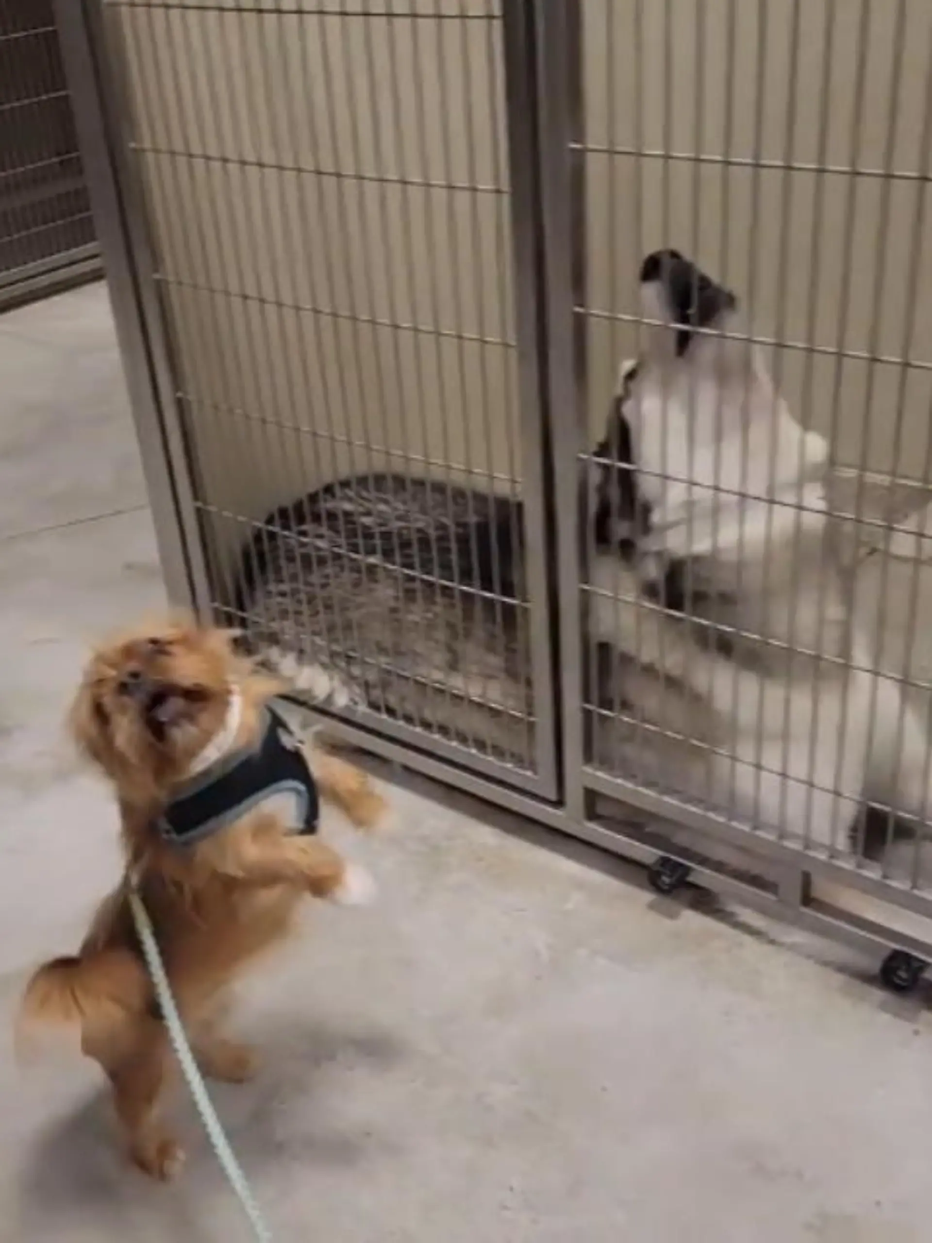 Dieses Wiedersehen geht ans Herz! Nach 18 Monaten trifft Hündin Trinity in einer Tagesbetreuung für Hunde endlich wieder auf ihren Kumpel Buck. Wegen der Pandemie war die Hundebetreuung in Kanada seit Monaten geschlossen – jetzt ist sie wieder geöffnet und das ungleiche Paar freut sich lautstark über das Wiedersehen.