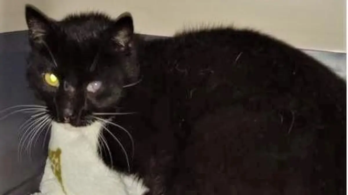 Bei Hochwasser-Katastrophe verschwunden: Kater Loco ist wieder da