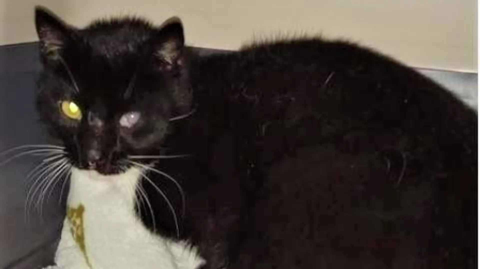 Bei Hochwasser-Katastrophe verschwunden: Kater Loco ist wieder da