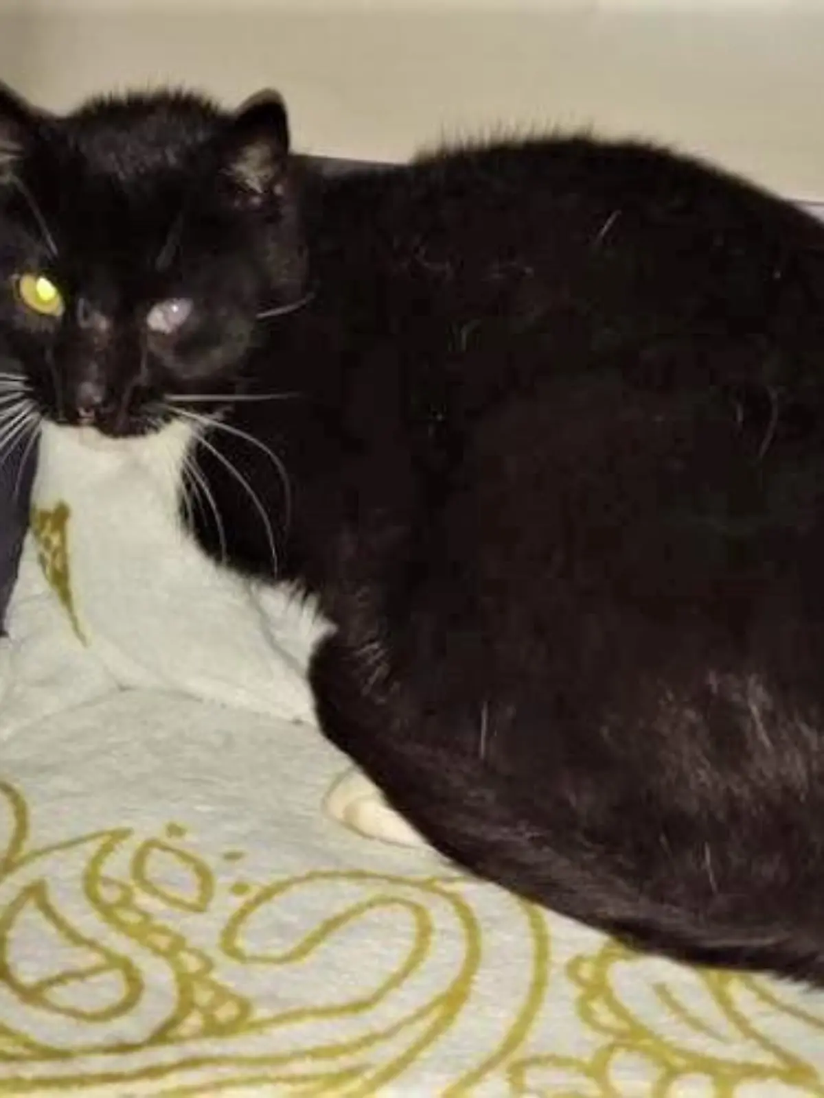 Bei Hochwasser-Katastrophe verschwunden: Kater Loco ist wieder da