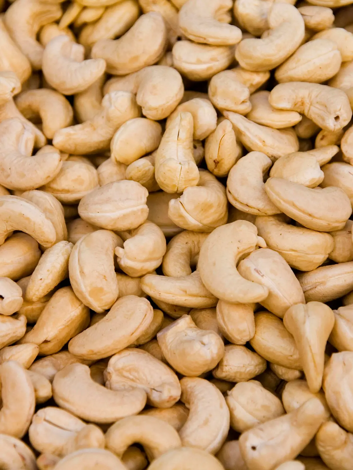 Kaschunuss, Acajubaum, Nierenbaum, Kaschubaum, Cashew, Cashewnuss, Cashew-Nuss (Anacardium occidentale), viele Cashewnuesse | cashew nut (Anacardium occidentale), several cashew nuts
