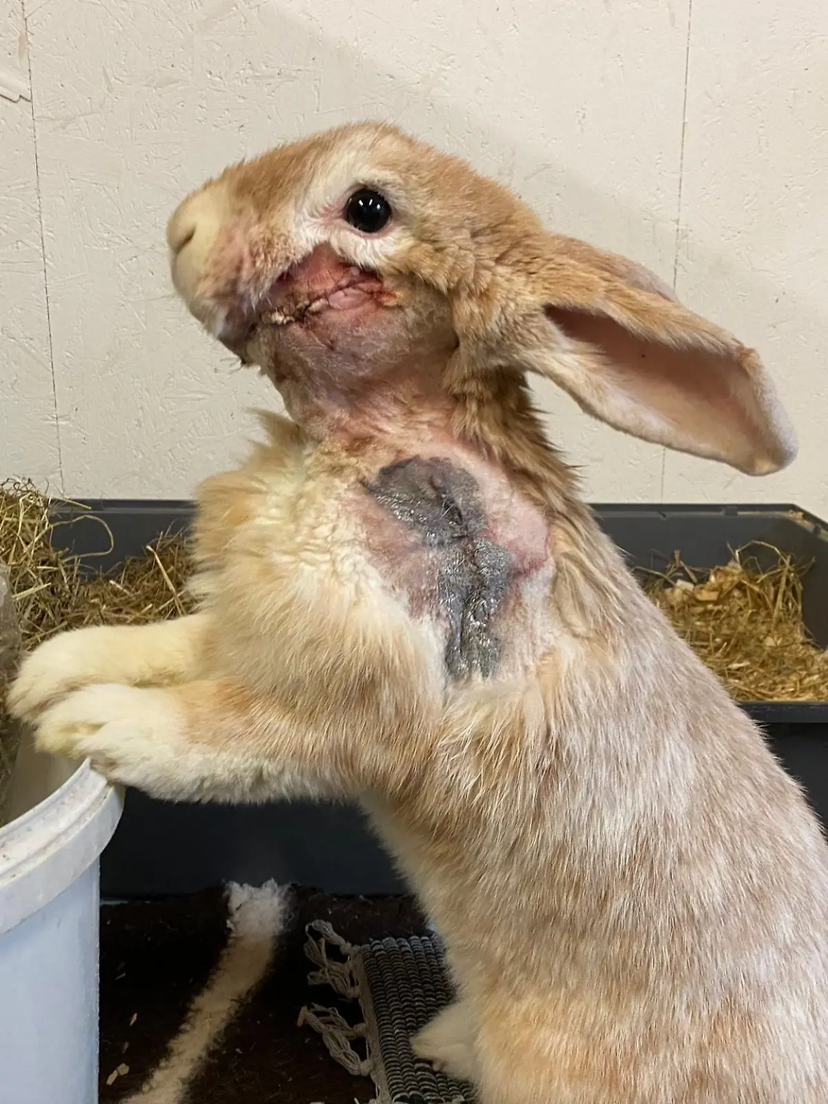 Das Ziel des Tierschutzhof Hochmühlen e.V.  ist es chronisch kranken, körperlich beeinträchtigten und sozial auffälligen Tieren ein dauerhaftes zu Hause zu schenken. Besonders Meerschweinchen und Kaninchen finden bei uns die Chance auf Resozialisieru