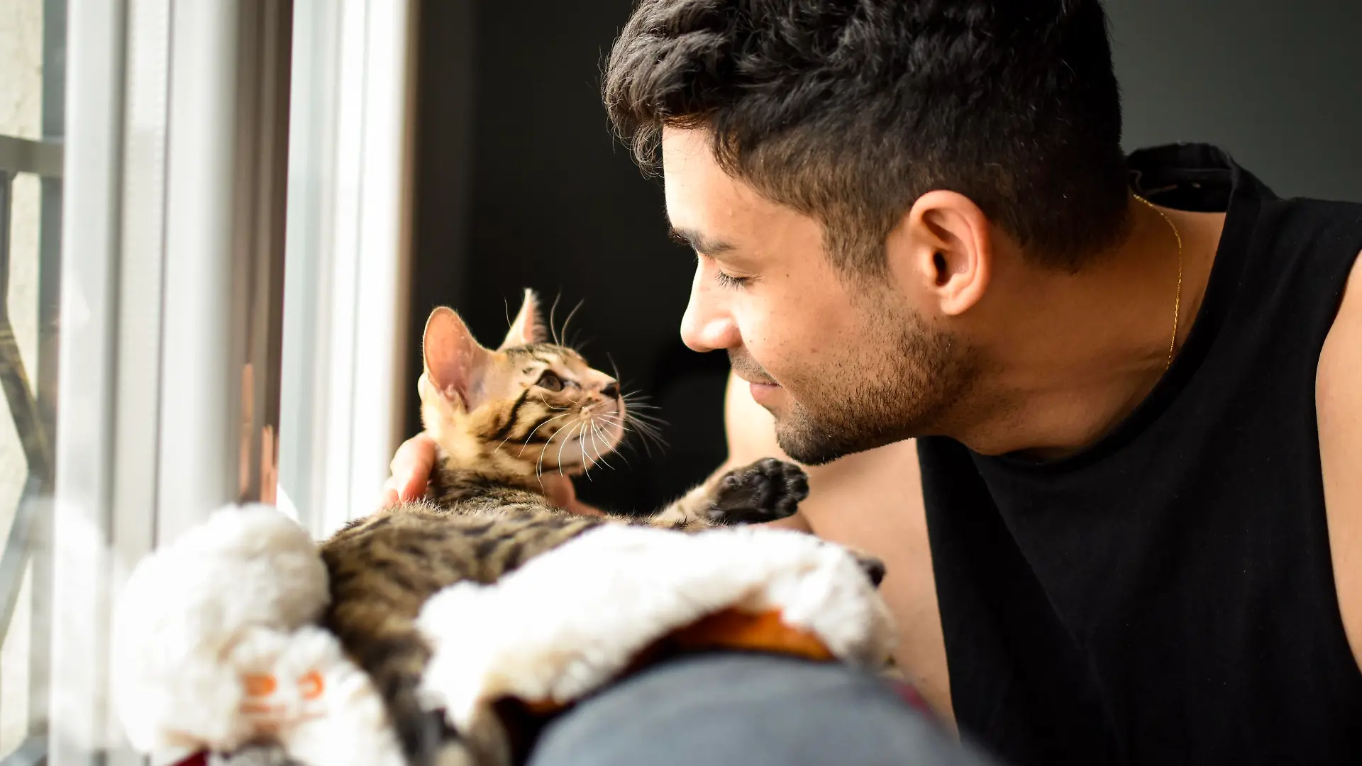 A bengal baby cat just got adopted by a métis man. The pet is getting to know its master. Complicity and affection in a warm home.