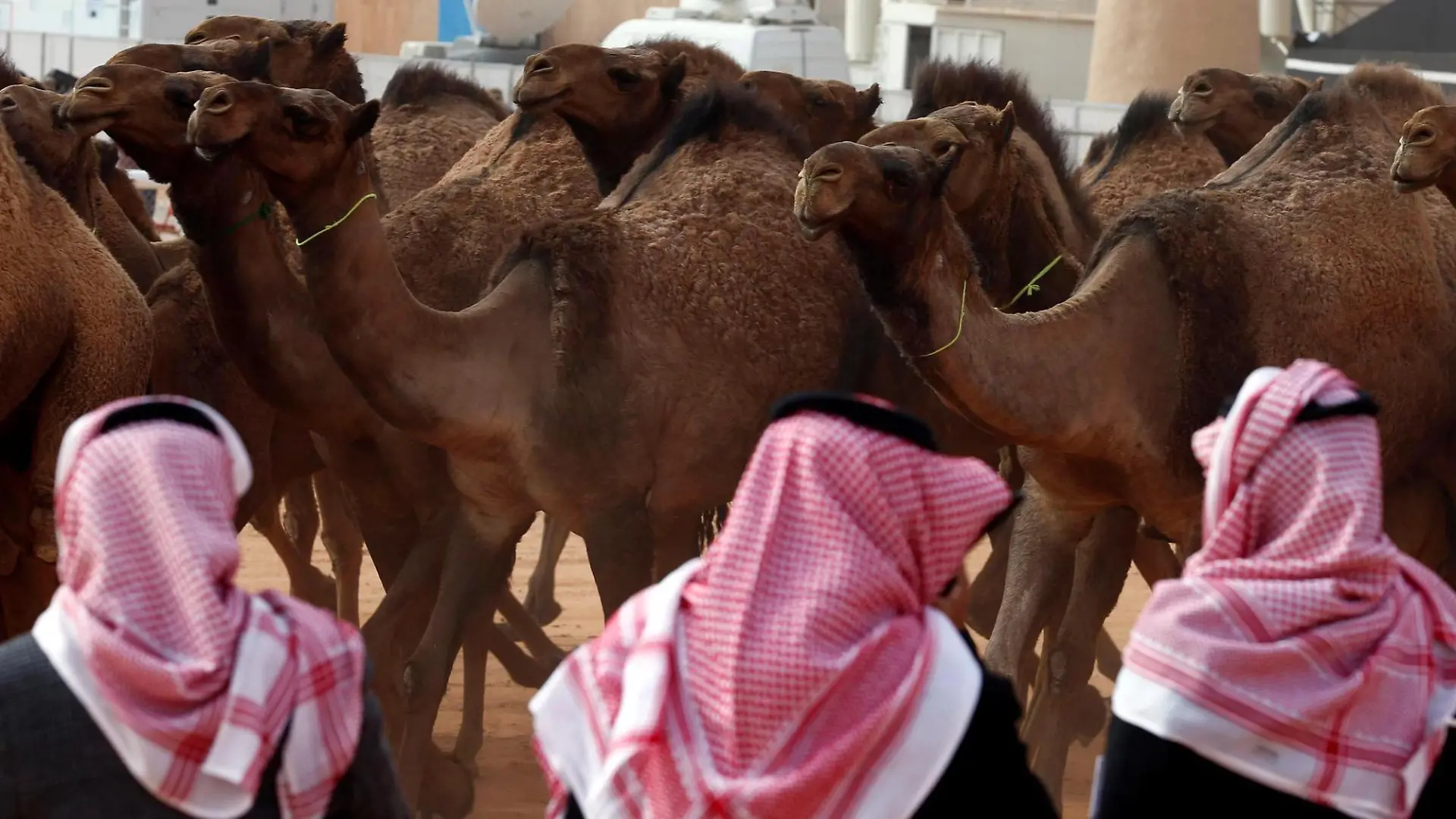 Einen Monat dreht sich in Saudi-Arabien alles ums Kamel.