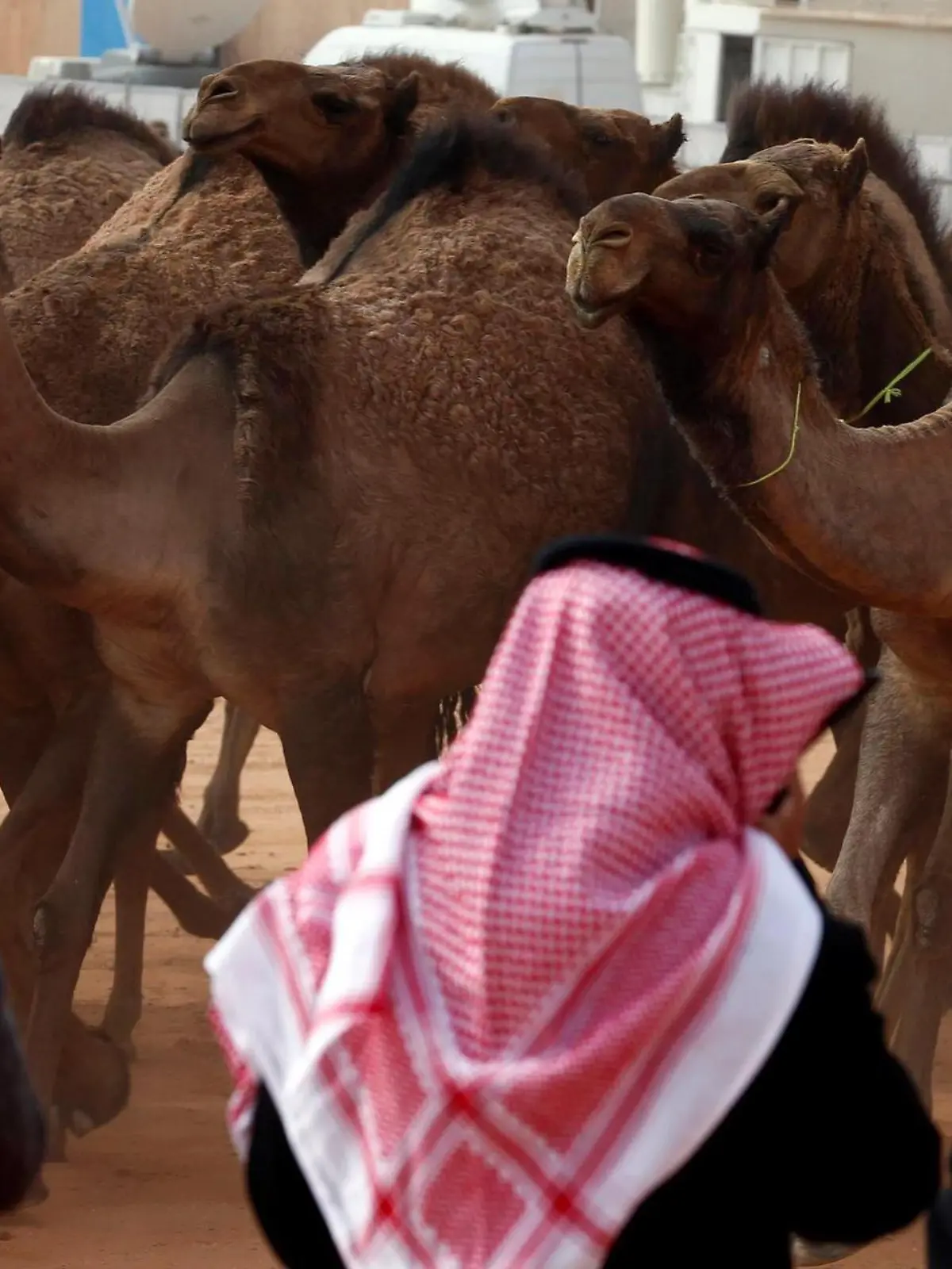 Einen Monat dreht sich in Saudi-Arabien alles ums Kamel.