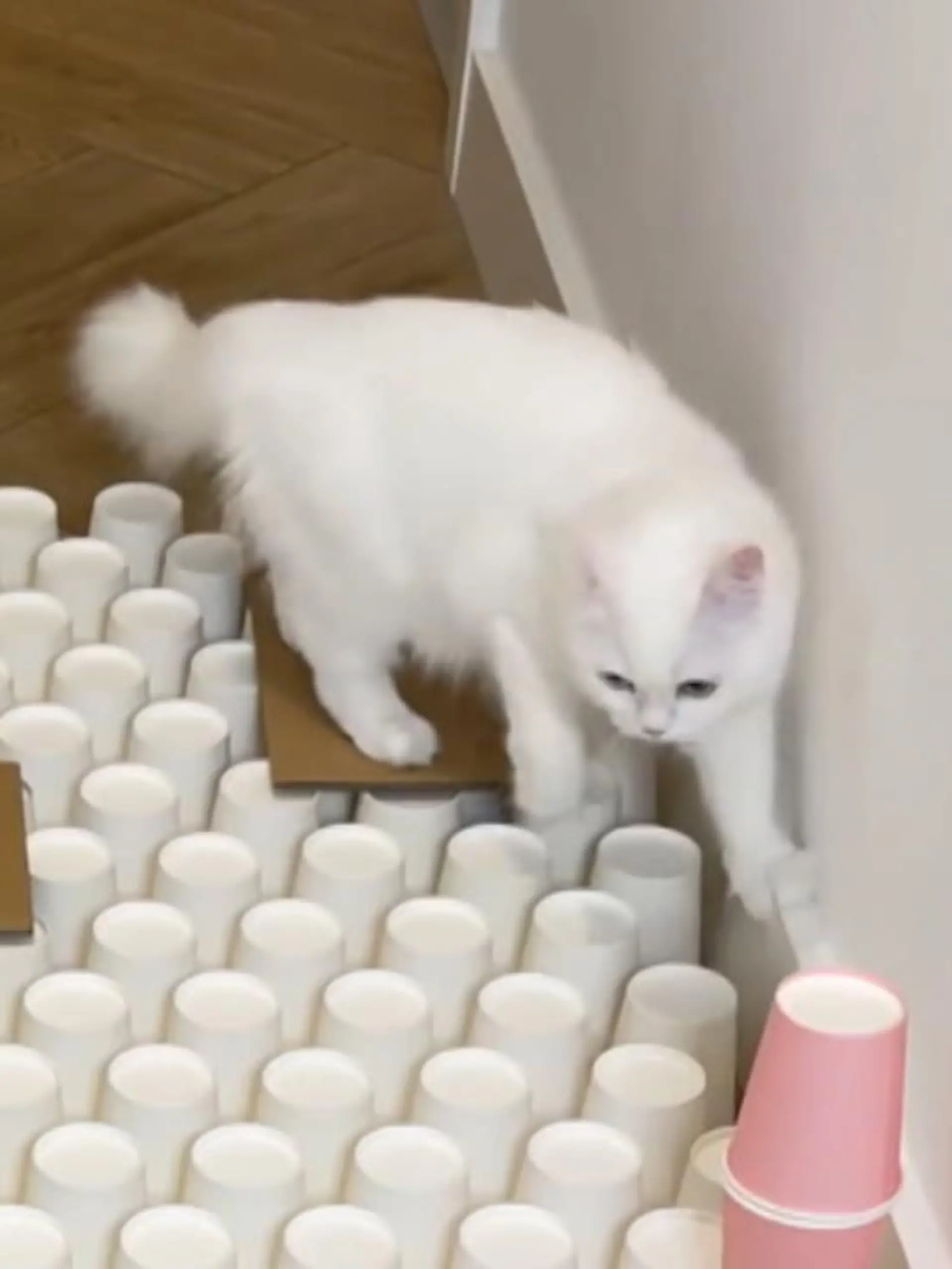 Für ihre knapp 2,6 Millionen Follower ist Persekatzendame Mia aus England die schlauester Katze der Welt. Ihr Run durch einen Pappbecherindernisparcour haben bereits knapp 85 Millionen Menschen im Internet angeklickt. Das ist Klick- Weltrekord für Tiere