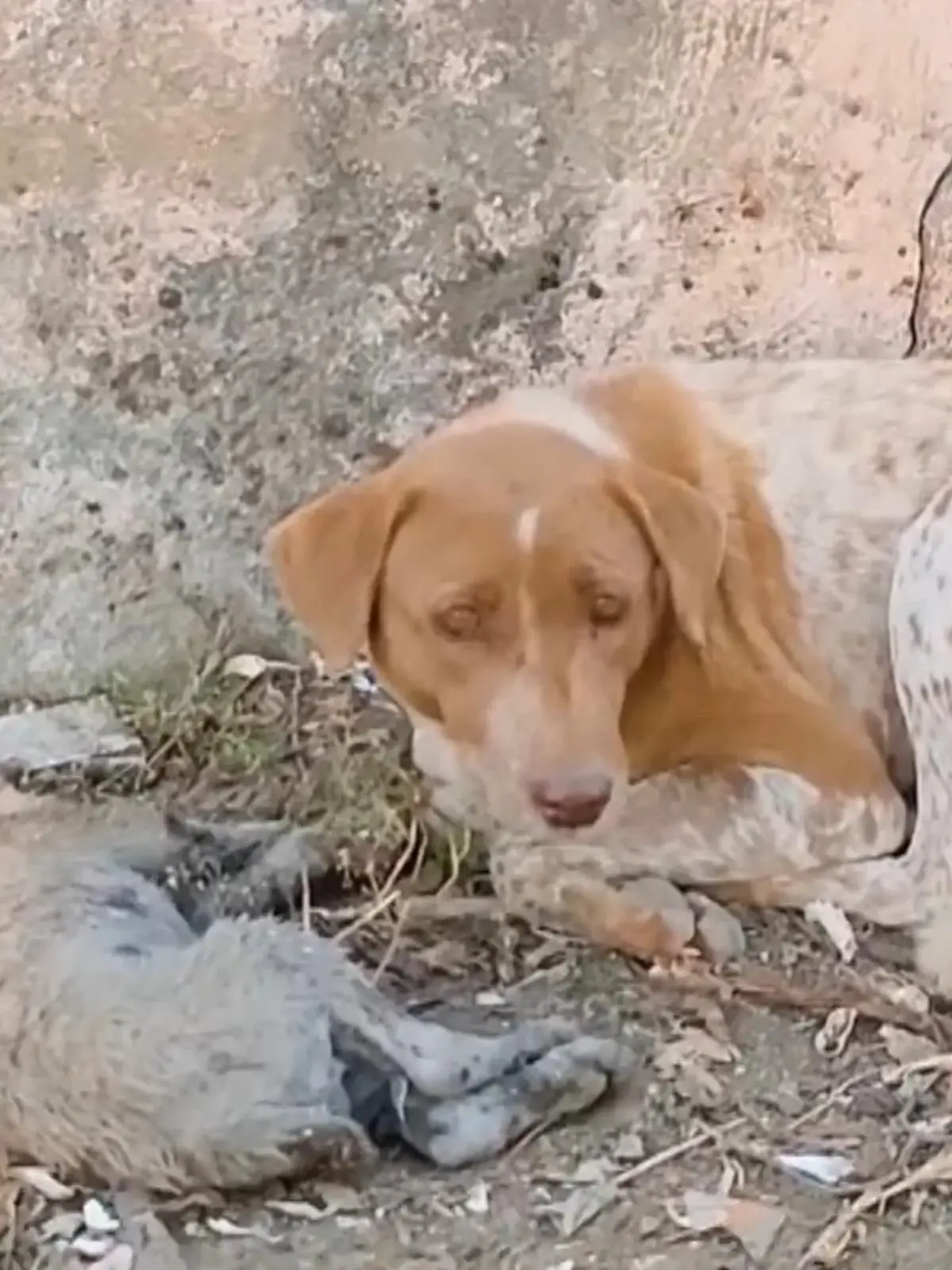 Der besorgte Blick der Mutter verrät, dass es ihrem Kind nicht gut geht. Der Welpe ist regungslos, unterkühlt und steht kurz vor dem Tod. Tierschützer der indischen Organisation Animal Aid Unlimited entdecken das verzweifelte Gespann am Straßenrand.