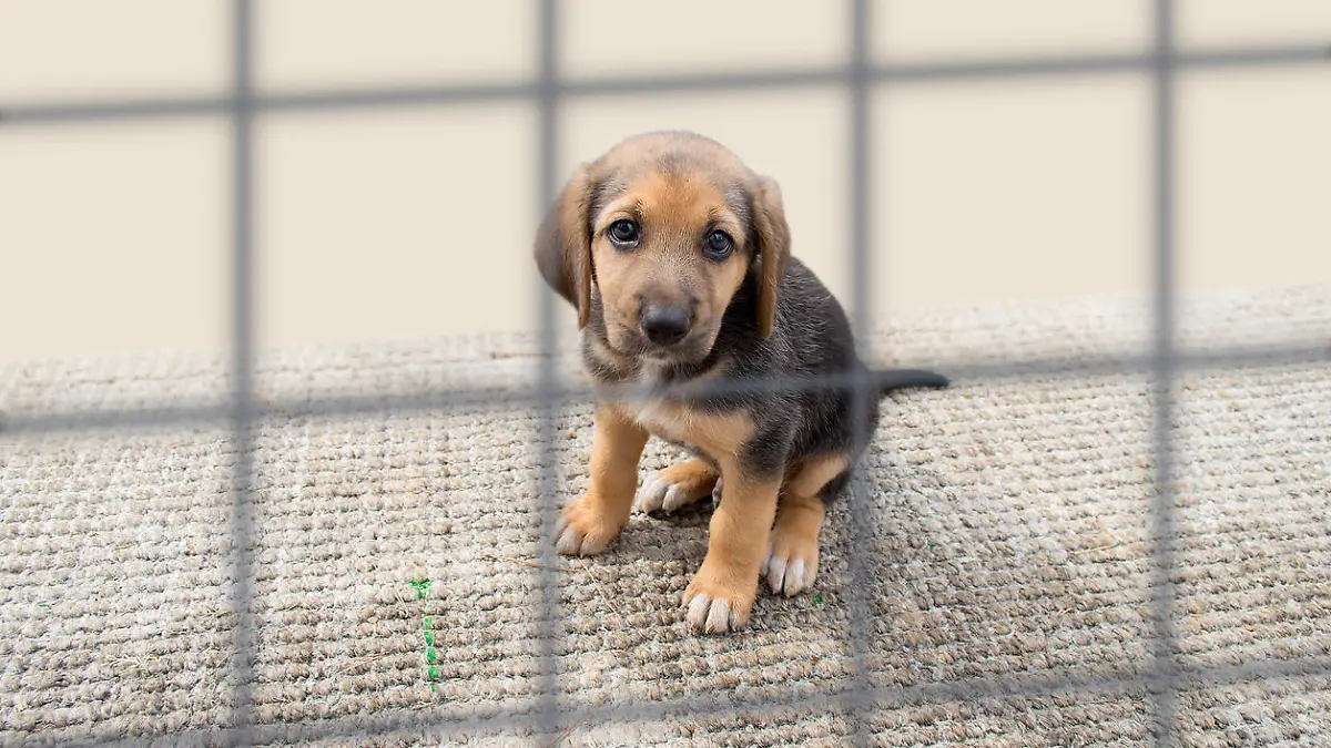 sad dog in a cage at the pound
