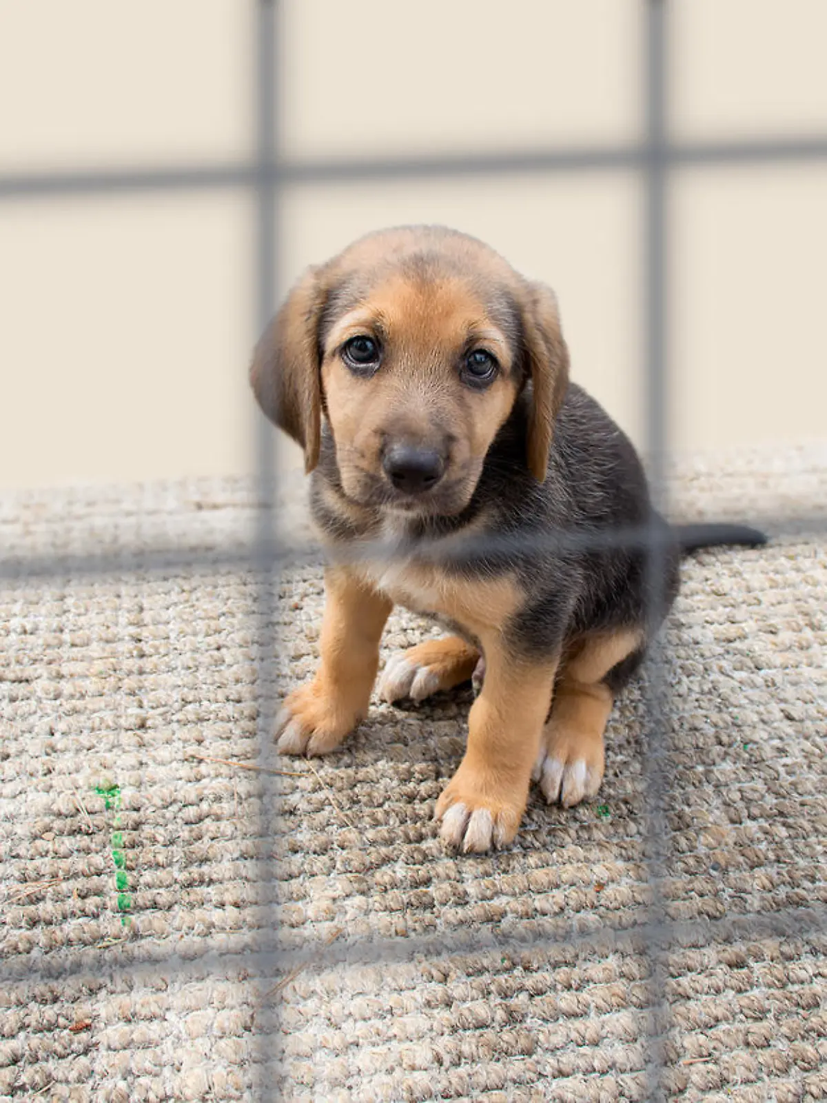 sad dog in a cage at the pound