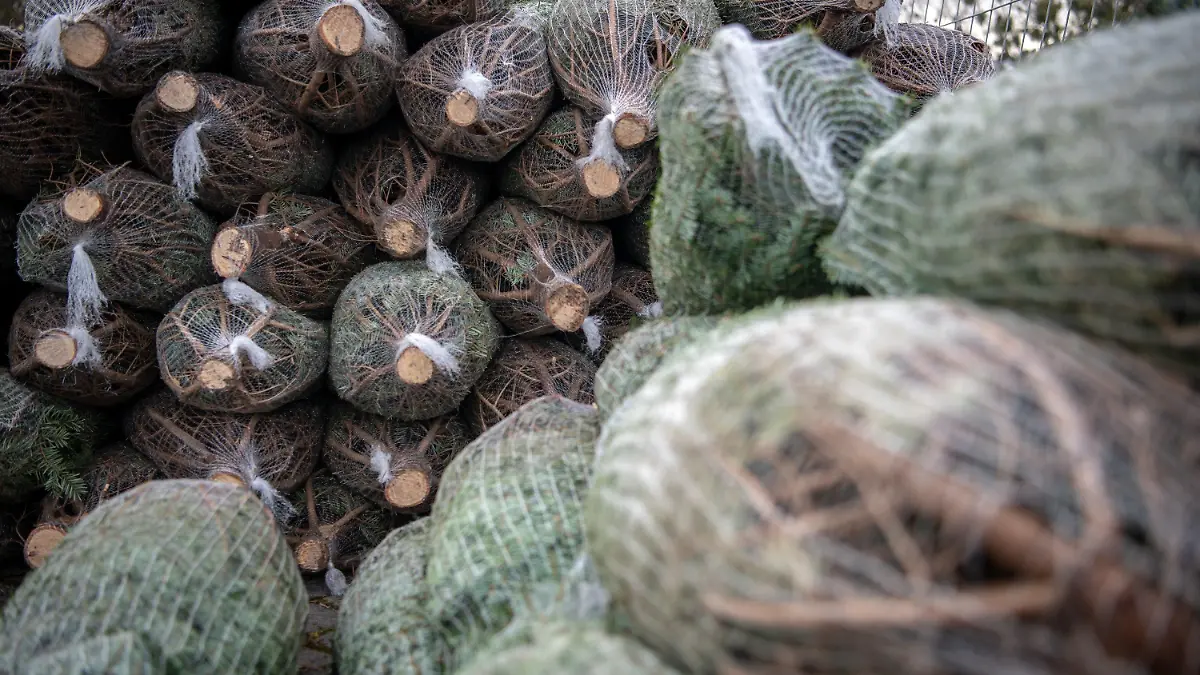26.11.2019, Niedersachsen, Hannover: In Netzte verpackte Nadelbäume liegen gestapelt auf dem Schützenplatz um als Weihnachtsbäume verkauft zu werden. Foto: Sina Schuldt/dpa +++ dpa-Bildfunk +++