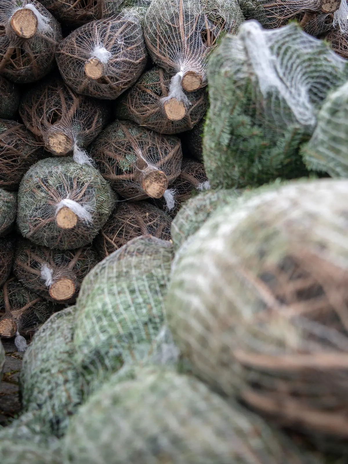 26.11.2019, Niedersachsen, Hannover: In Netzte verpackte Nadelbäume liegen gestapelt auf dem Schützenplatz um als Weihnachtsbäume verkauft zu werden. Foto: Sina Schuldt/dpa +++ dpa-Bildfunk +++