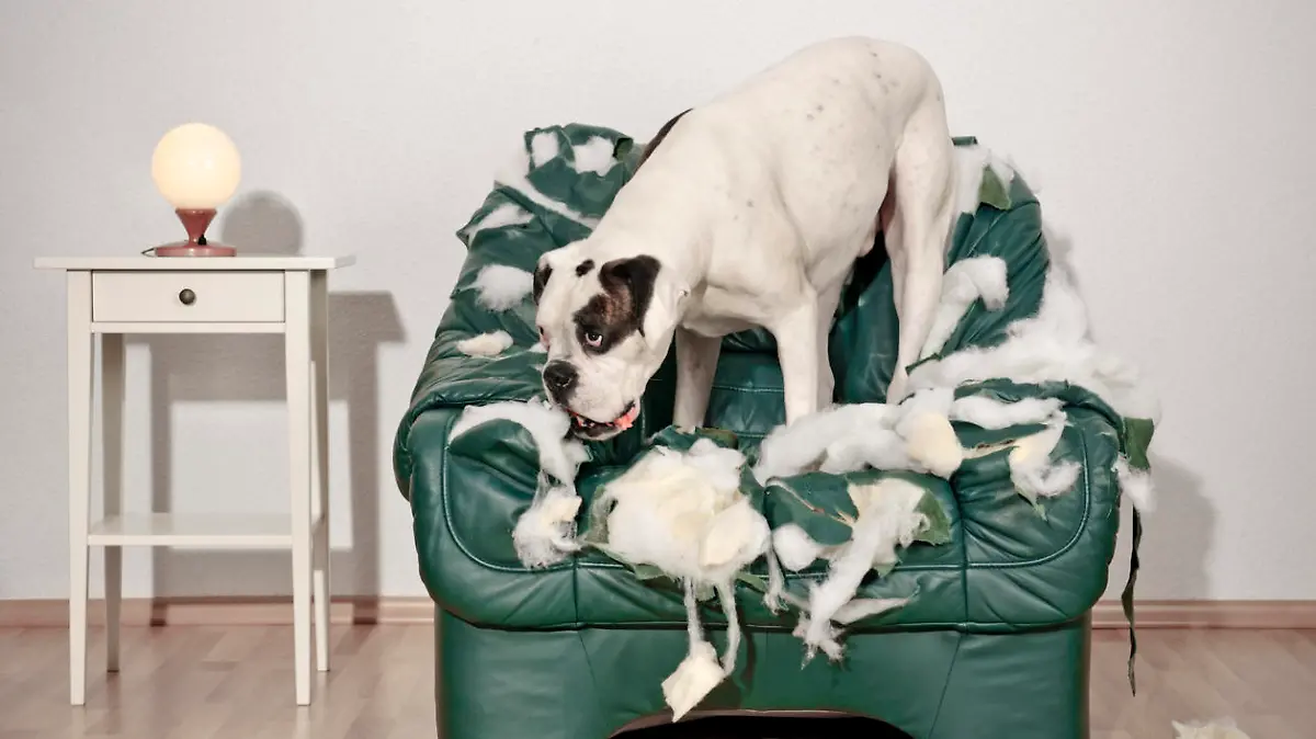 Lonely white Boxer dog destroys leather chair. Aggression against furniture.