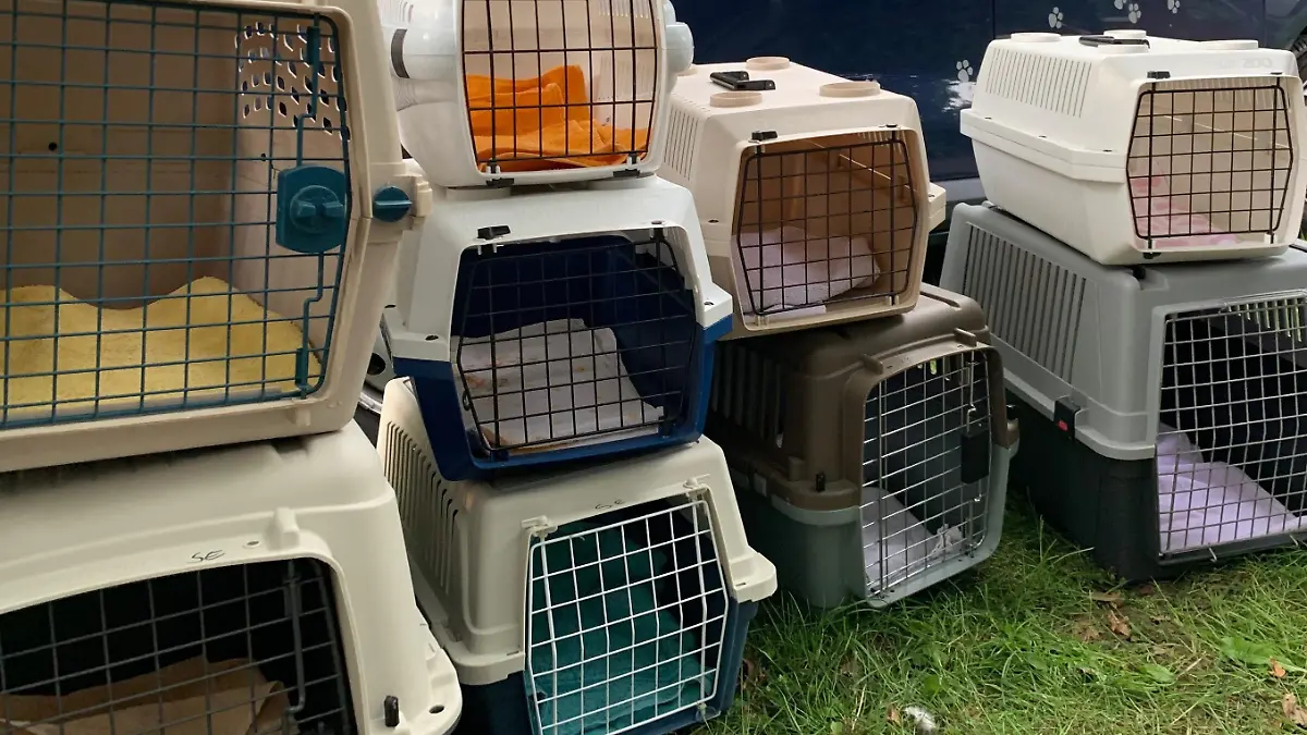 Messie - Tiersammel-Sucht - Katzen - Tierhortung - Animal Hoarding - Faekalien, Muell vom Erdgeschoss bis in den Keller und ein bestialischer Gestank nach Ammoniak zwei Frauen hielten ueber 100 Katzen in ihrem Haus in Grosshansdorf - Amtsveterinaere - Amtsarzt - Tierarzt und Tierheim Einsatz der Feuerwehr in Schutzanzug und Atemschutz am 14.08.2019