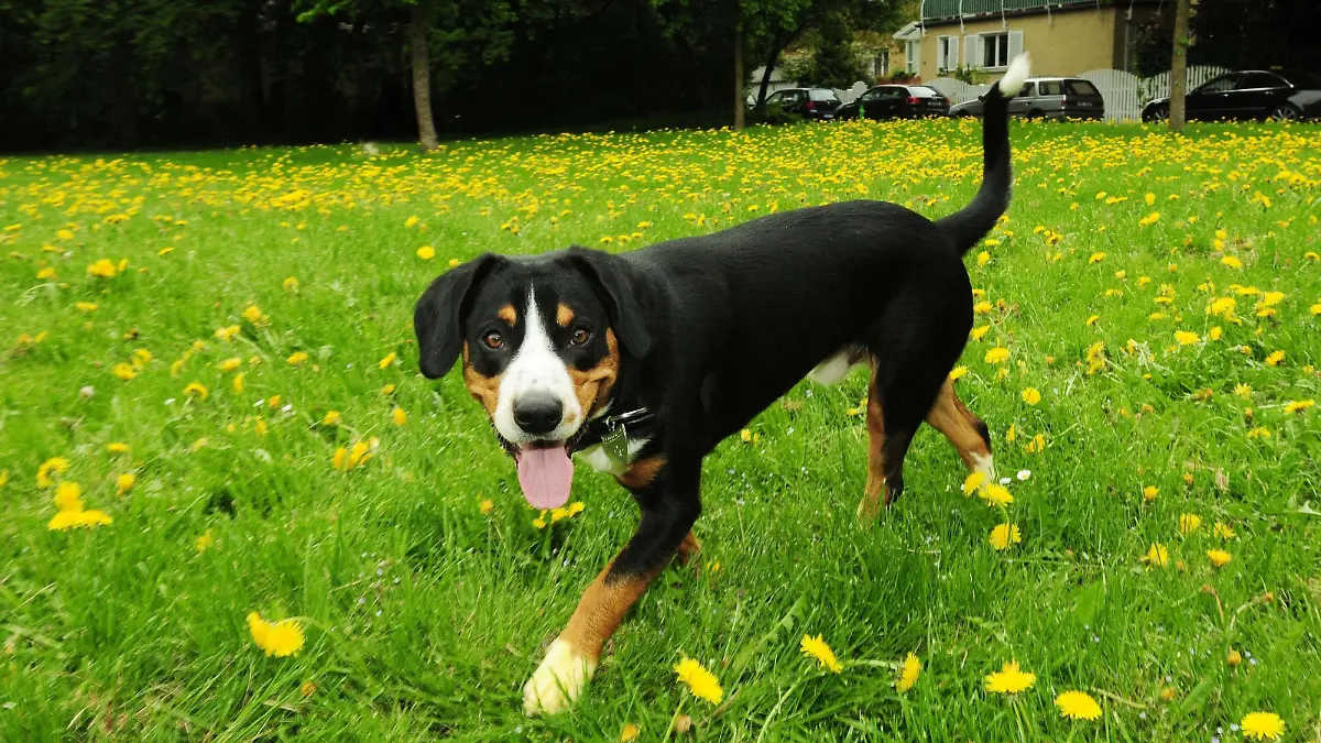 Der Entlebucher Sennenhund Lupo.