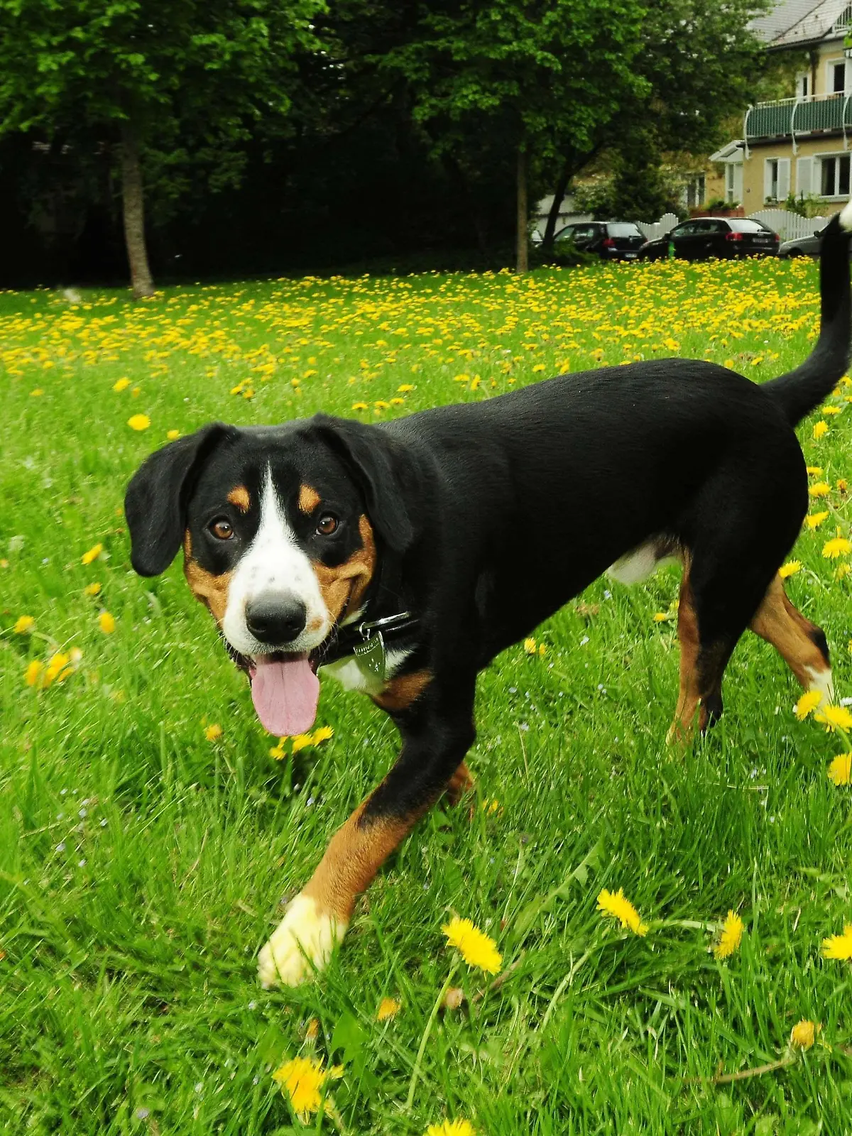 Der Entlebucher Sennenhund Lupo.