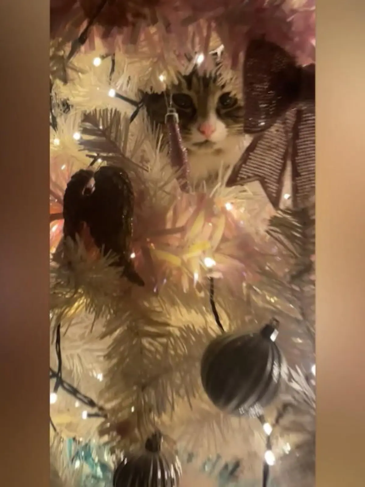 Der natürliche Lebensraum von Katzen? Vorgärten, Sofas – und diesem Video nach zu urteilen auch Weihnachtsbäume! Aus Glasgow in Schottland stamm diese Aufnahme, in der eine Katze es sich mitten im Weihnachtsbaum der Familie bequem gemacht hat.