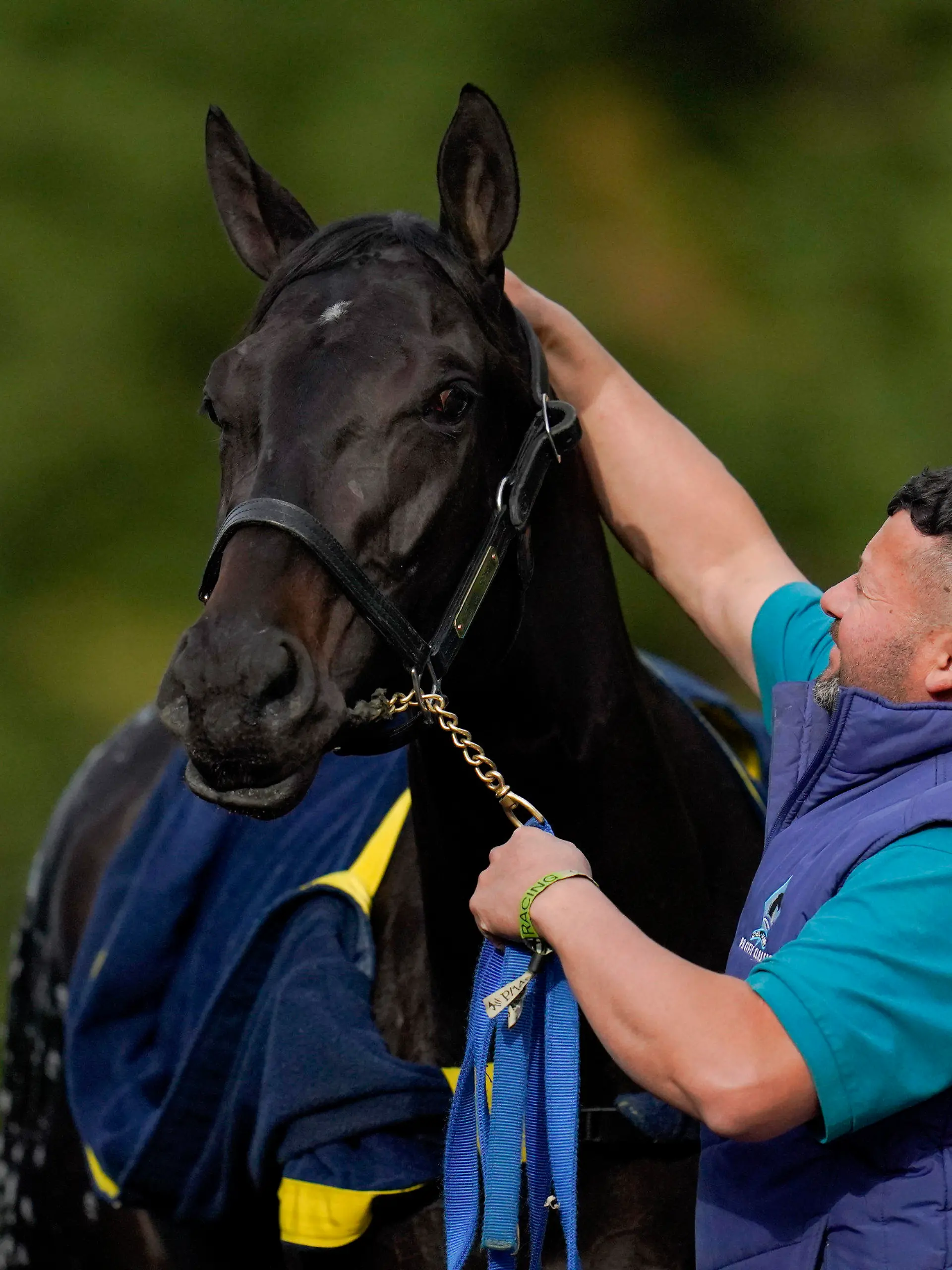 FILE - Kentucky Derby winner and Preakness entrant Medina Spirit is bathed after a workout ahead of the Preakness Stakes horse race at Pimlico Race Course, Wednesday, May 12, 2021, in Baltimore. Kentucky Derby winner Medina Spirit collapsed and died after a workout Monday at Santa Anita. The 3-year-old colt trained by Bob Baffert had just completed five furlongs in his second workout since finishing second in the Breeders’ Cup Classic a month ago at Del Mar, according to Craig Robertson, Baffert’s attorney. (AP Photo/Julio Cortez, File)