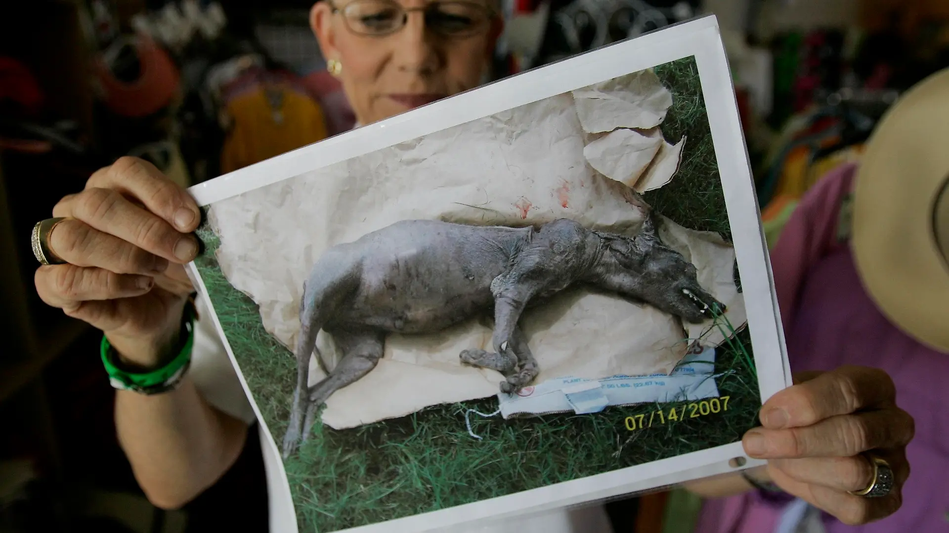 ** FILE ** Phylis Canion holds a photo of what she is calling a Chupacabra in Cuero, Texas, in a Friday, Aug. 31, 2007 file photo. She found the strange looking animal dead outside her ranch and thinks it is responsible for killing many of her chickens. (AP Photo/Eric Gay)
