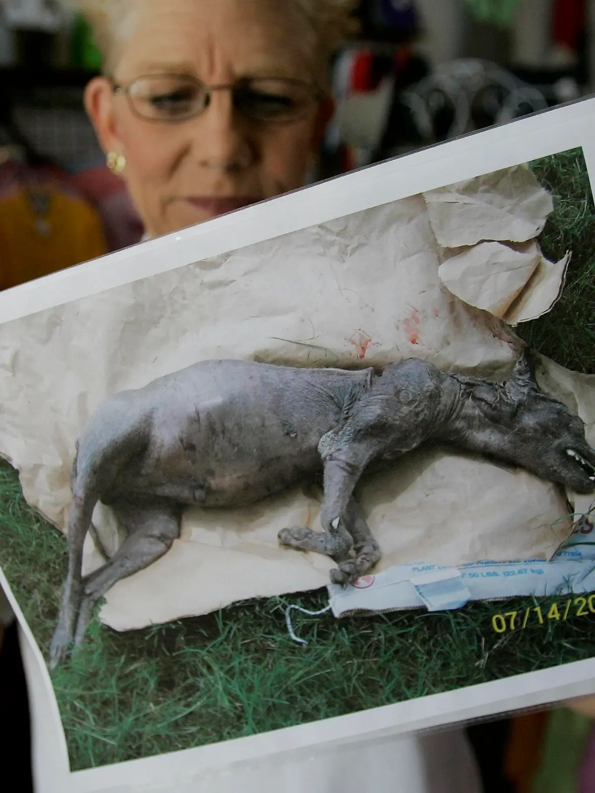 ** FILE ** Phylis Canion holds a photo of what she is calling a Chupacabra in Cuero, Texas, in a Friday, Aug. 31, 2007 file photo. She found the strange looking animal dead outside her ranch and thinks it is responsible for killing many of her chickens. (AP Photo/Eric Gay)